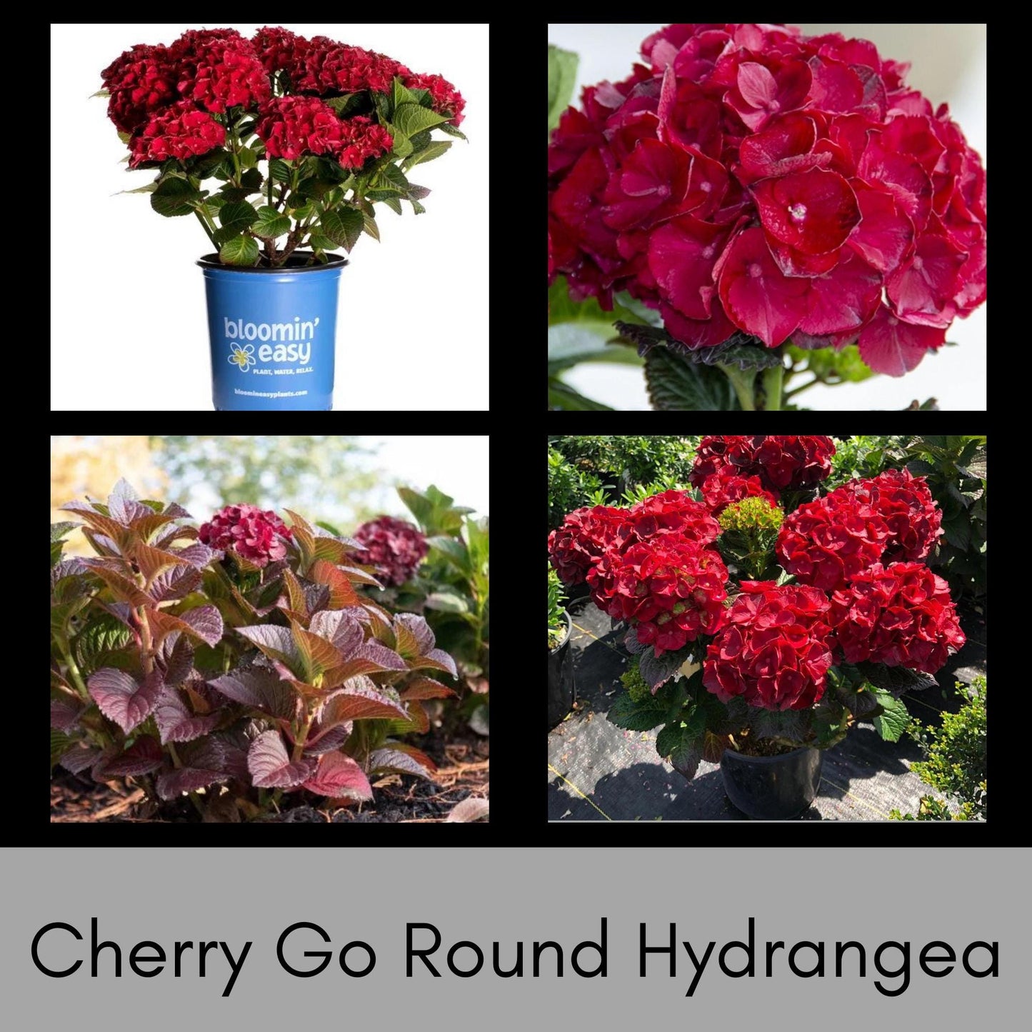 RED HYDRANGEA | 'Cherry-Go-Round' | 1 Quart Size | Free Shipping