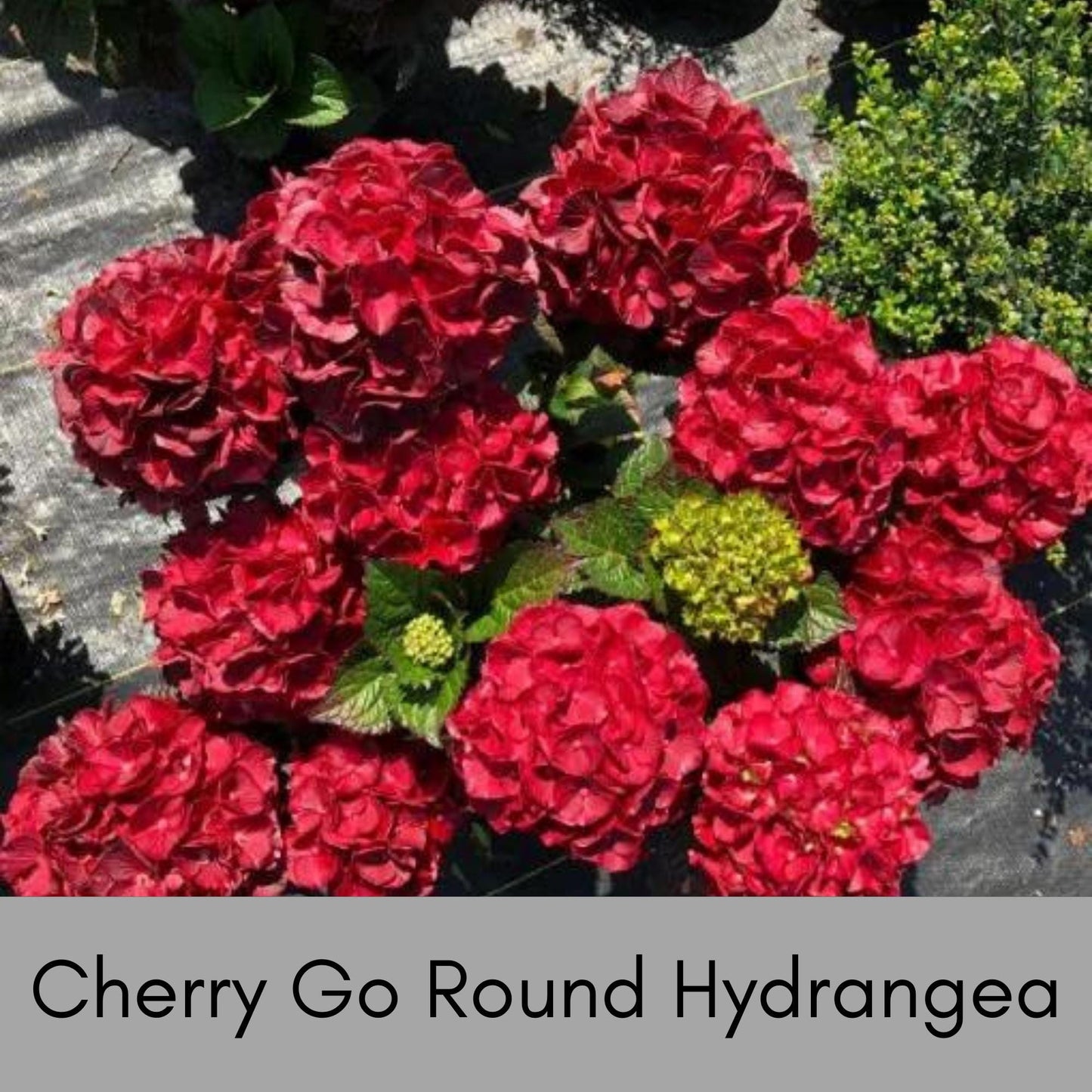 RED HYDRANGEA | 'Cherry-Go-Round' | 1 Quart Size | Free Shipping