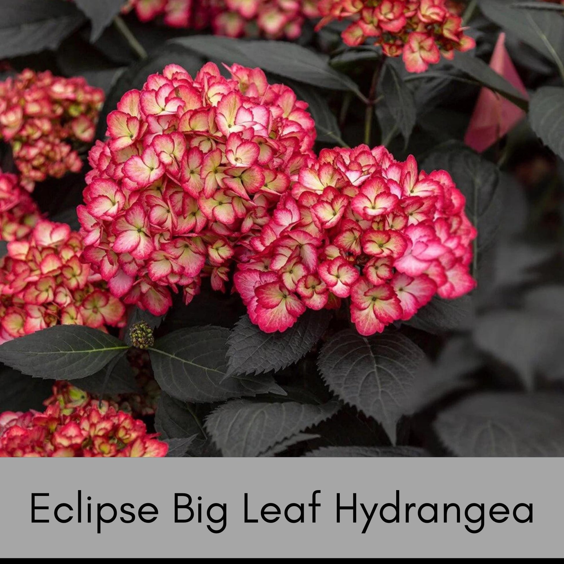 Eclipse Big Leaf Hydrangea - Stunning Blooms for Your Garden - New ADDITION Available in March 2024 - Free Shipping!