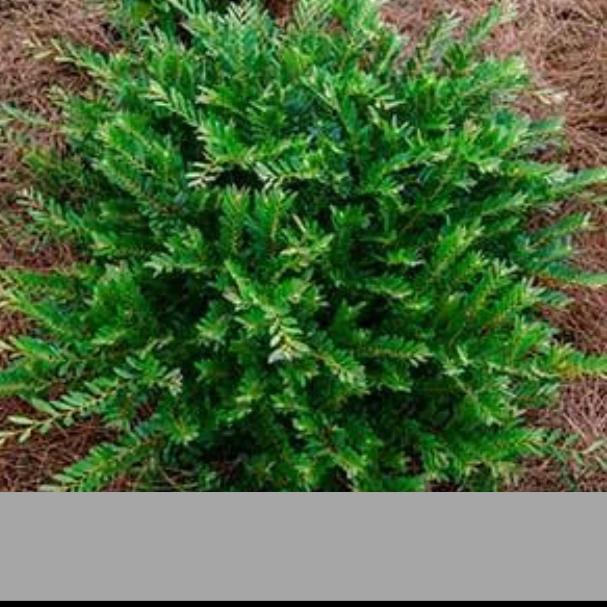 Bayou Bliss Distylium, Jewel Box Distylium, Evergreen Hedge or Shrub, Easy to Grow Fast Growing Plant, 3 Gallon Plants