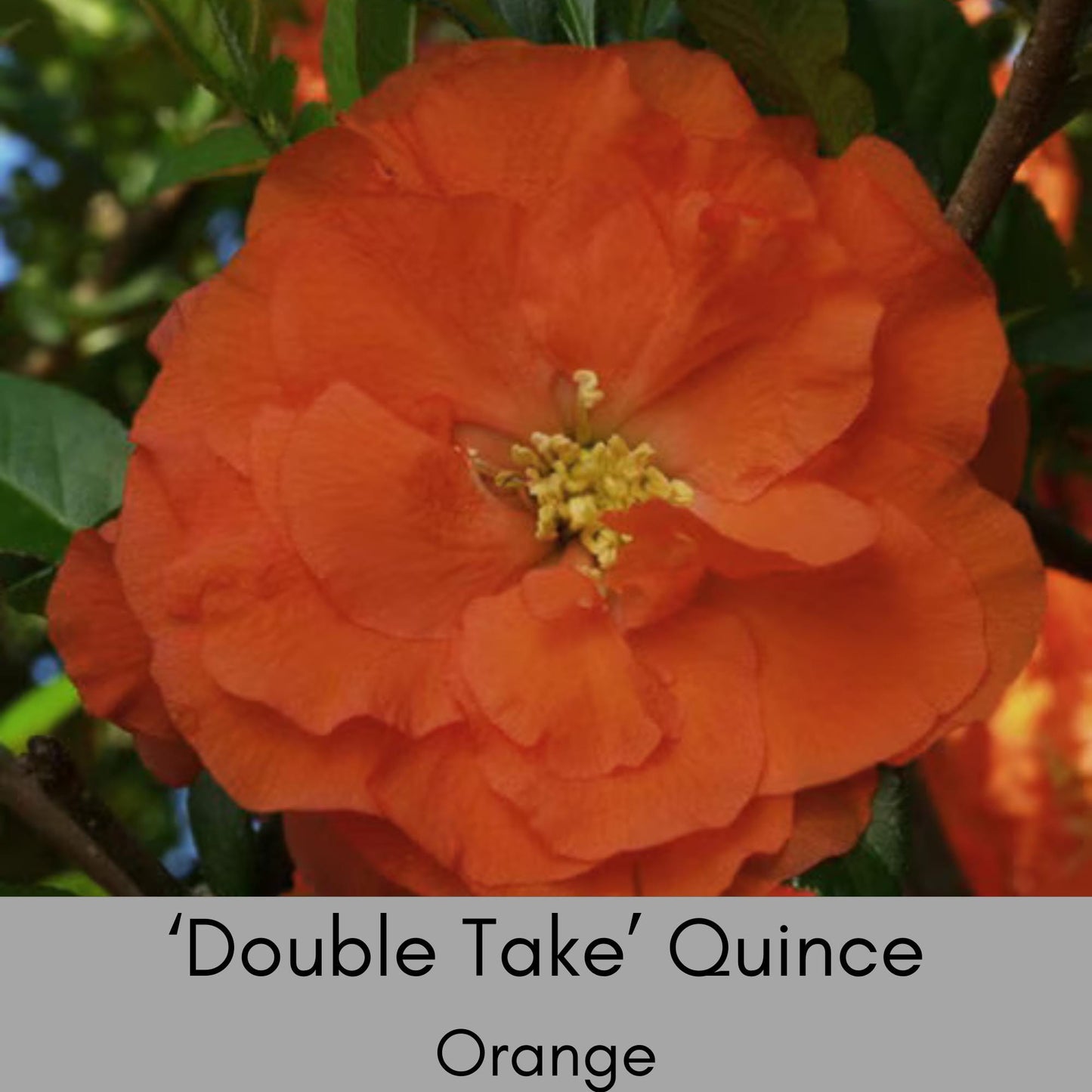 Double Take 'Scarlet Strom' Quince | Chaenomeles speciosa ‘Double Take Scarlet’ USPP 20,951 | 1 Gallon Container | Free Ground Shipping