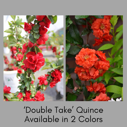 Double Take 'Scarlet Strom' Quince | Chaenomeles speciosa ‘Double Take Scarlet’ USPP 20,951 | 1 Gallon Container | Free Ground Shipping