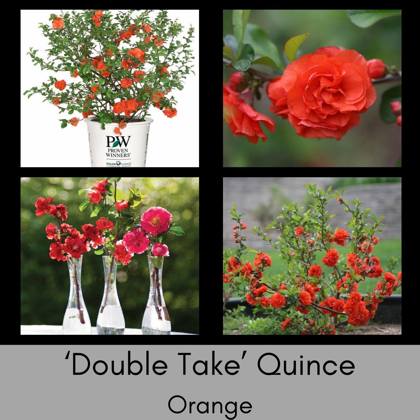 Double Take 'Scarlet Strom' Quince | Chaenomeles speciosa ‘Double Take Scarlet’ USPP 20,951 | 1 Gallon Container | Free Ground Shipping