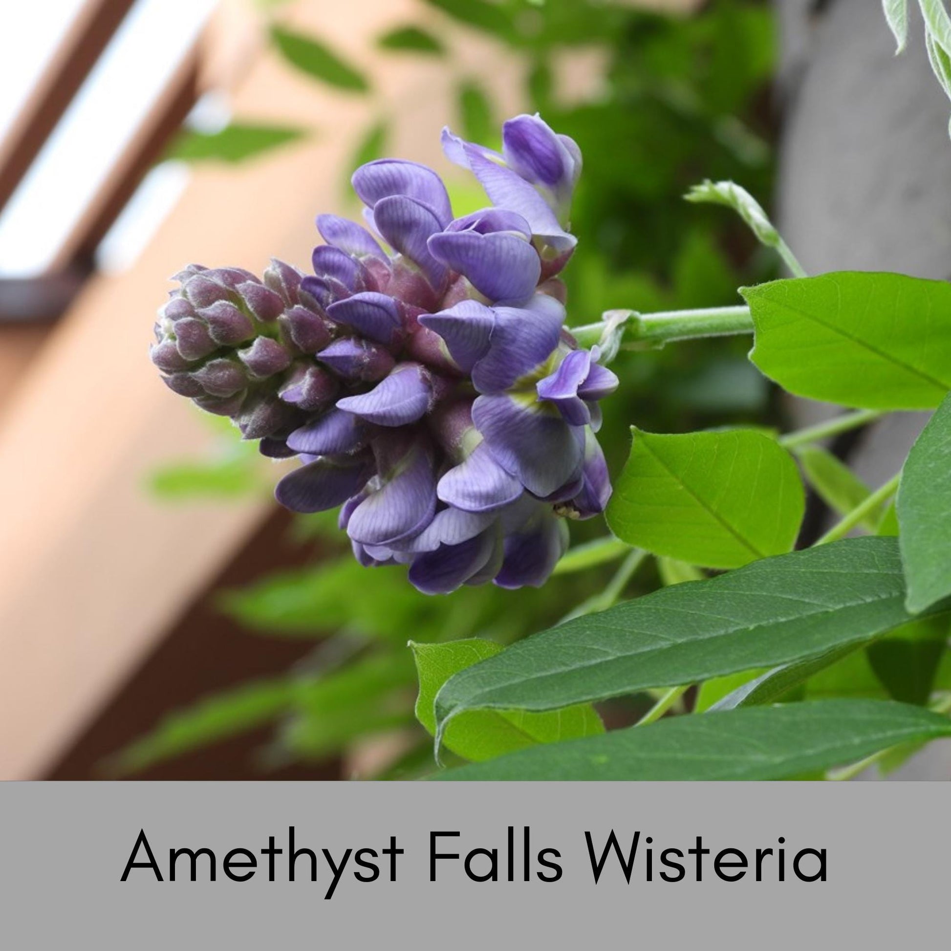 Amethyst Falls Wisteria, lavender purple flowers, blooming vines, fast growing plant, butterfly, humming birds, fragrant flowers, trellis