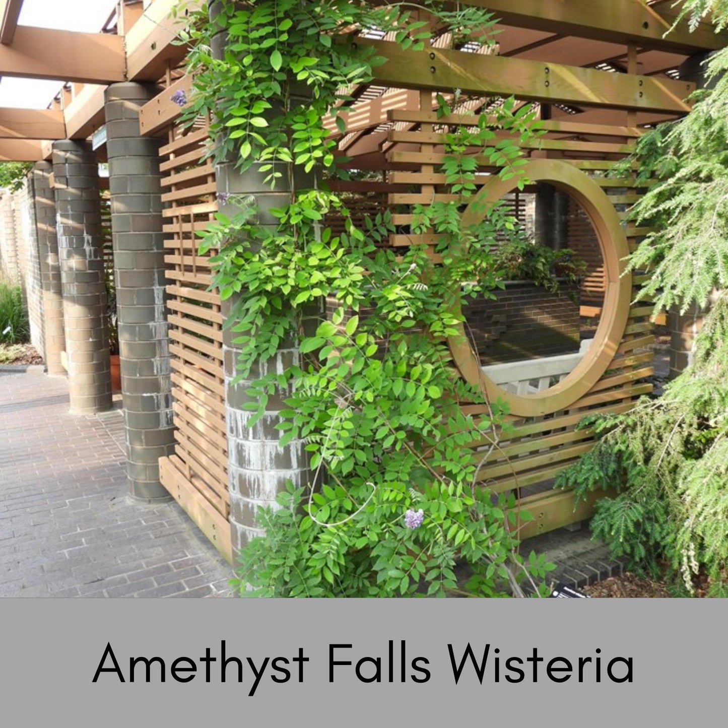 Amethyst Falls Wisteria, lavender purple flowers, blooming vines, fast growing plant, butterfly, humming birds, fragrant flowers, trellis