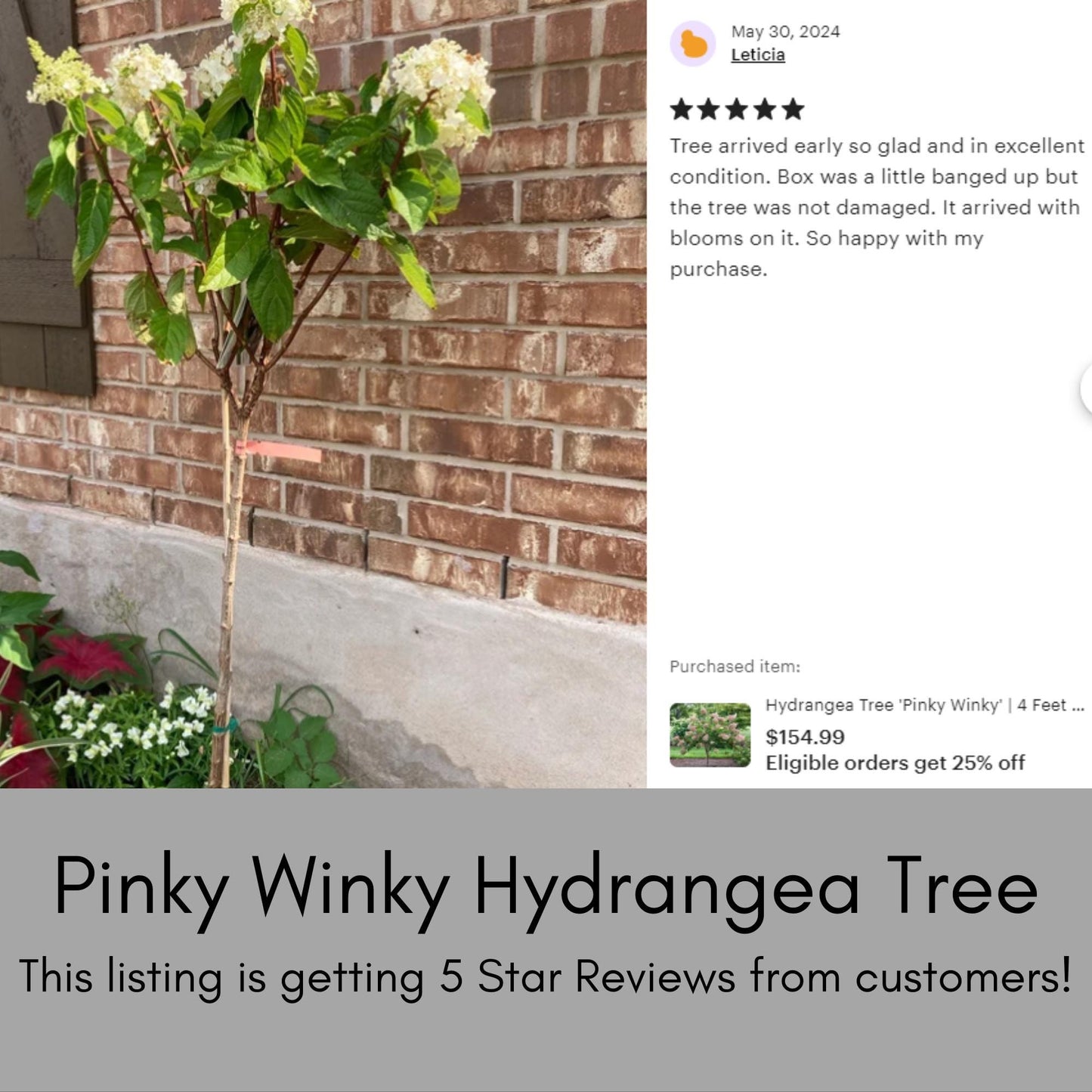 Hydrangea Tree 'Pinky Winky' | 3 Gallon Size Pot | Free Shipping