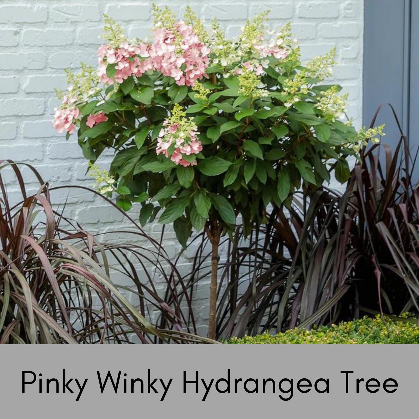 Hydrangea Tree 'Pinky Winky' | 3 Gallon Size Pot | Free Shipping