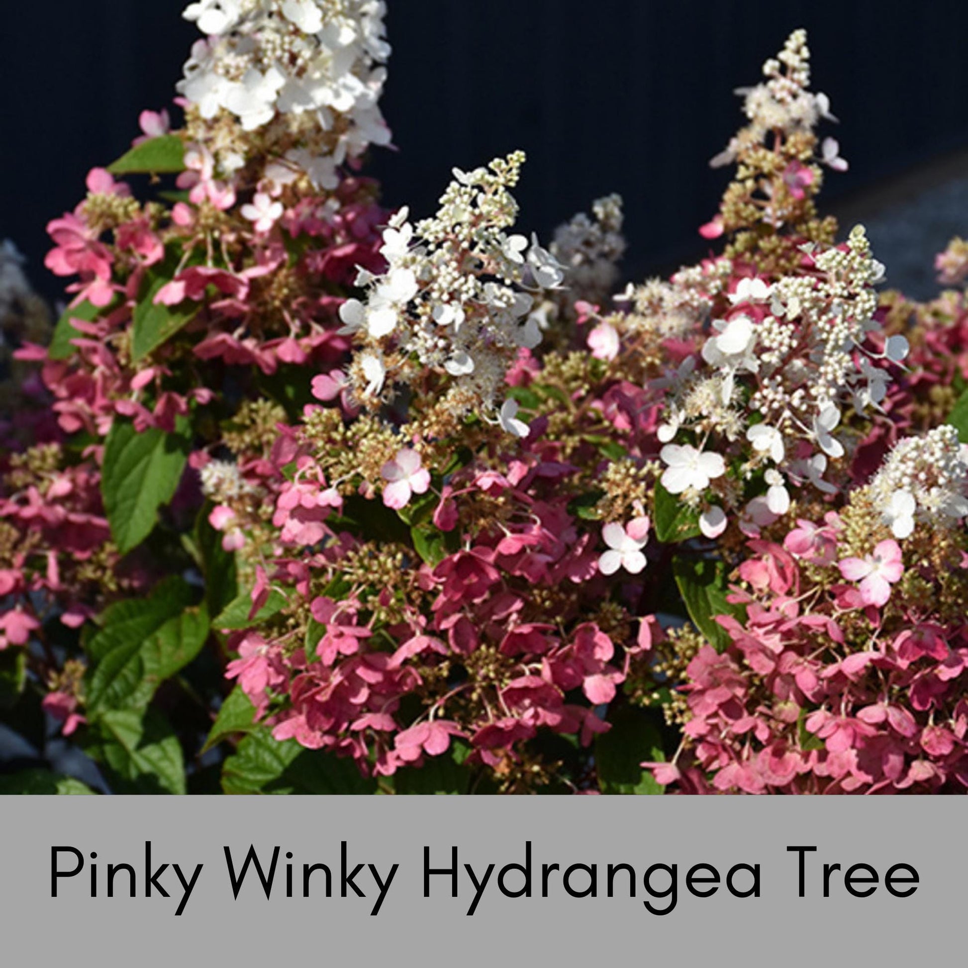 Hydrangea Tree 'Pinky Winky' | 3 Gallon Size Pot | Free Shipping