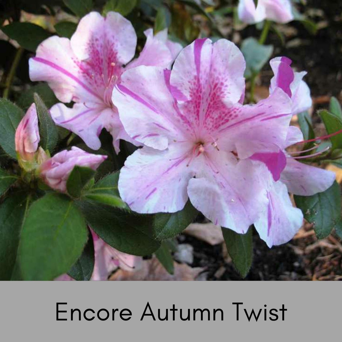 Autumn Royalty Encore Azalea - Purple Flowers - LARGE 3 Gallon Sizes To Choose From! - Free Shipping