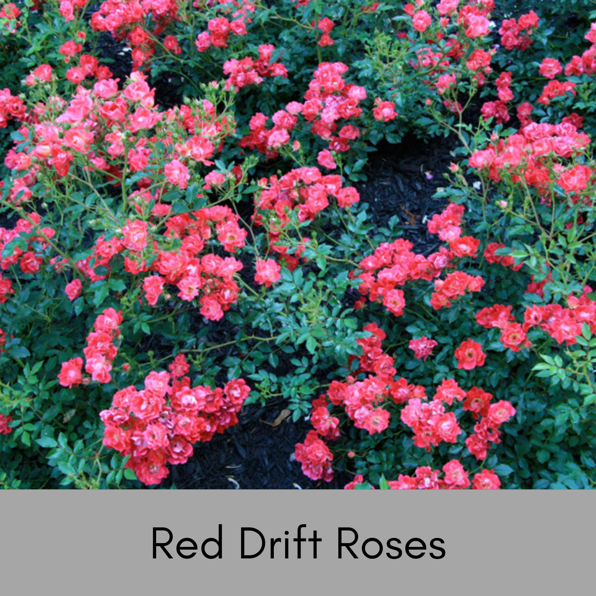 PINK CREEPING ROSE Groundcover - 'Coral Drift Rose' - Free Shipping - 1 Quart Size