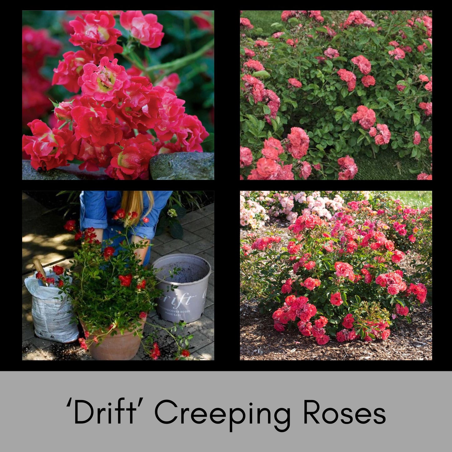 PINK CREEPING ROSE Groundcover - 'Coral Drift Rose' - Free Shipping - 1 Quart Size