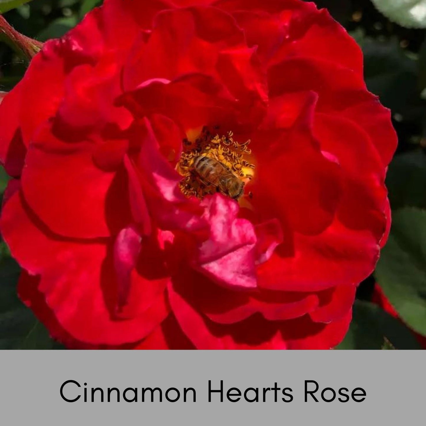 Cinnamon Hearts Rose, Dwarf Rose Bush with Red Flowers, Disease Resistant, Free Shipping 1 Gallon Size Containers, Fast Growing Plants, Gift