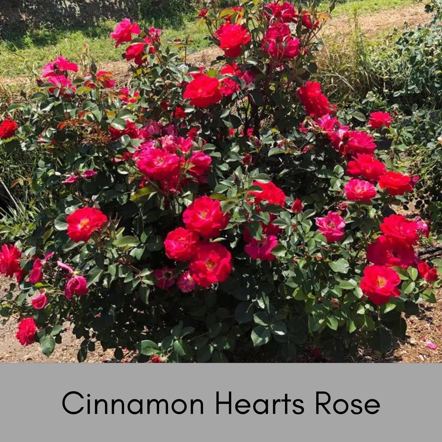 Cinnamon Hearts Rose, Dwarf Rose Bush with Red Flowers, Disease Resistant, Free Shipping 1 Gallon Size Containers, Fast Growing Plants, Gift