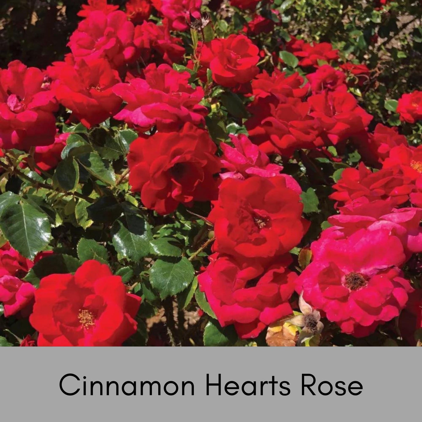 Cinnamon Hearts Rose, Dwarf Rose Bush with Red Flowers, Disease Resistant, Free Shipping 1 Gallon Size Containers, Fast Growing Plants, Gift