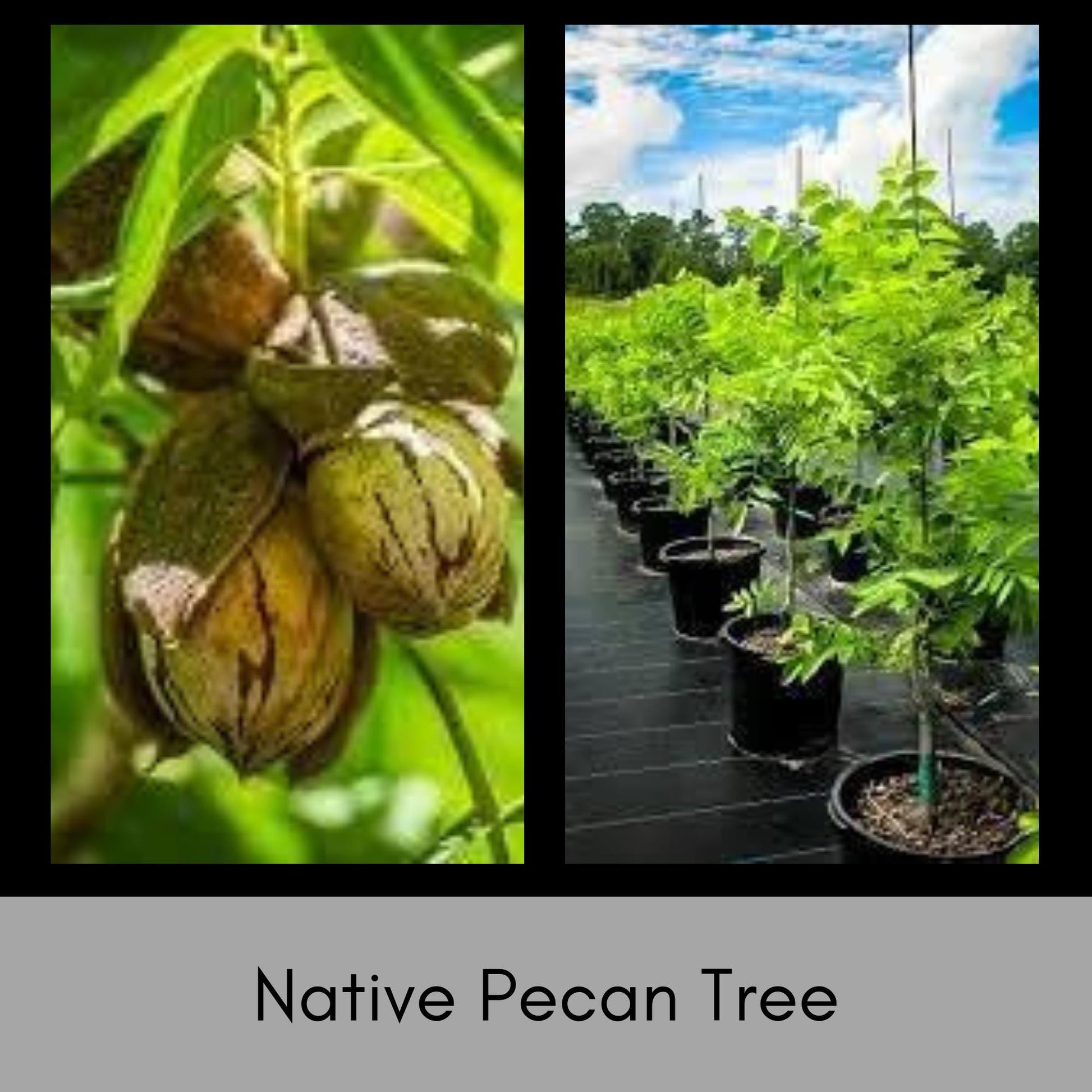 NATIVE PECAN TREE - 3 Gallon 3'-4' Tall - Free Shipping