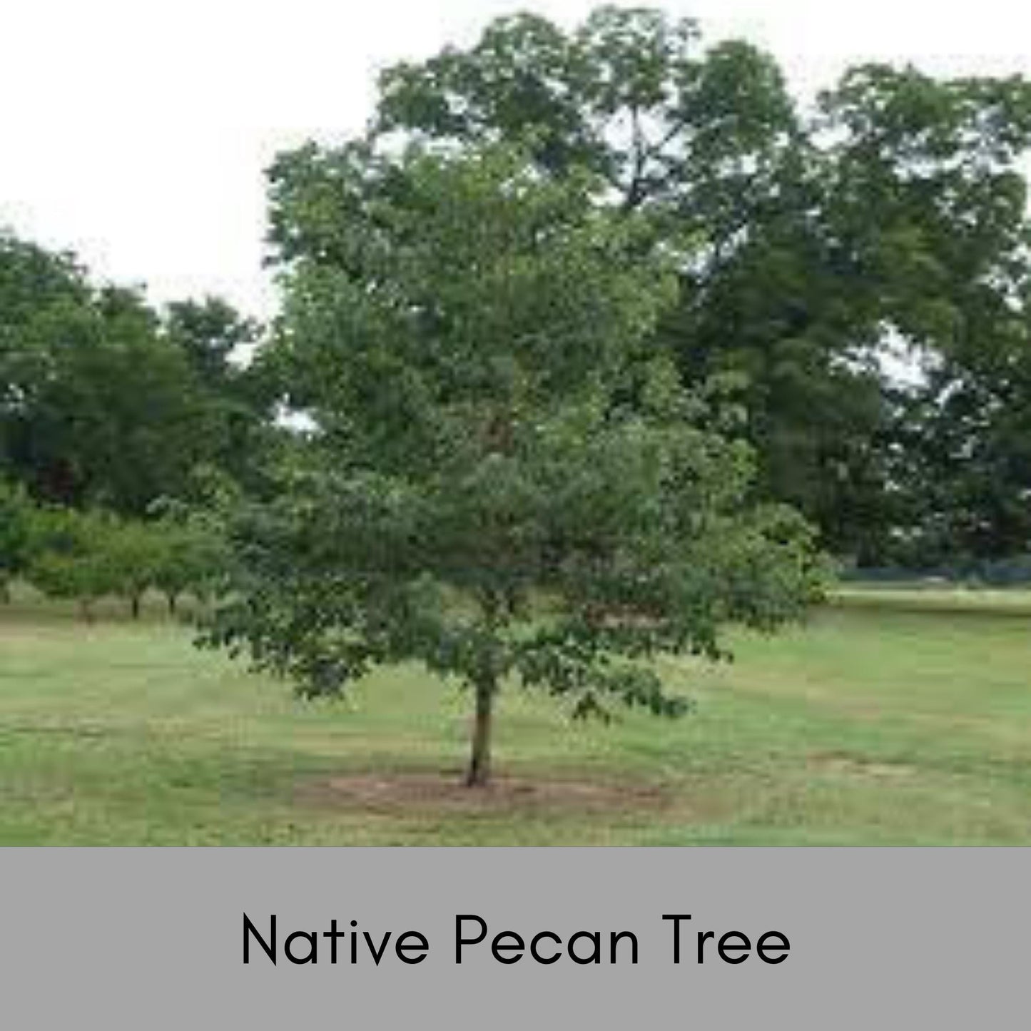 NATIVE PECAN TREE - 3 Gallon 3'-4' Tall - Free Shipping