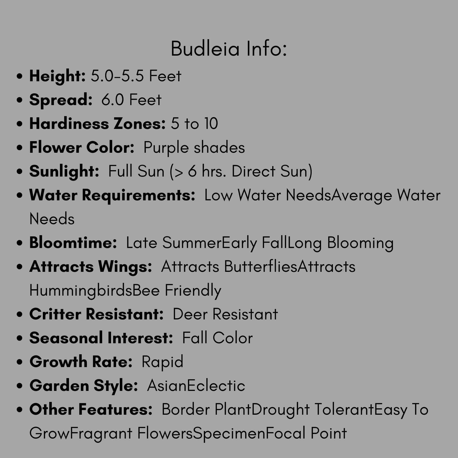 Butterfly Bush | 2 COLORS TO CHOOSE - Bicolor or Purple | Buddleia x weyeriana 'Bicolor' | Buddleia 'Black Knight' |