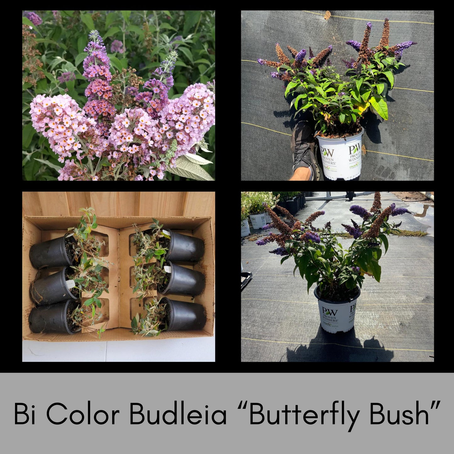 Butterfly Bush | 2 COLORS TO CHOOSE - Bicolor or Purple | Buddleia x weyeriana 'Bicolor' | Buddleia 'Black Knight' |