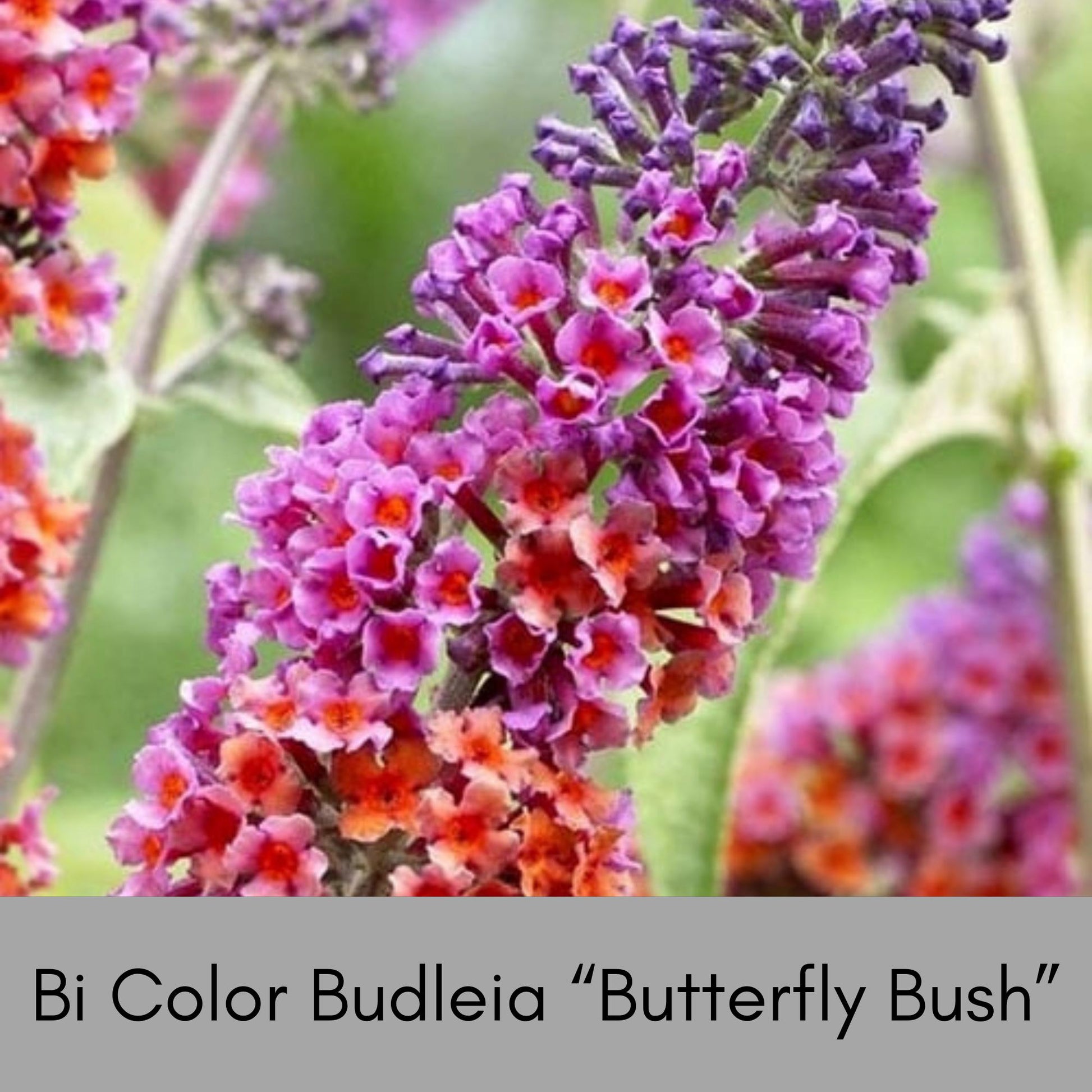 Butterfly Bush | 2 COLORS TO CHOOSE - Bicolor or Purple | Buddleia x weyeriana 'Bicolor' | Buddleia 'Black Knight' |