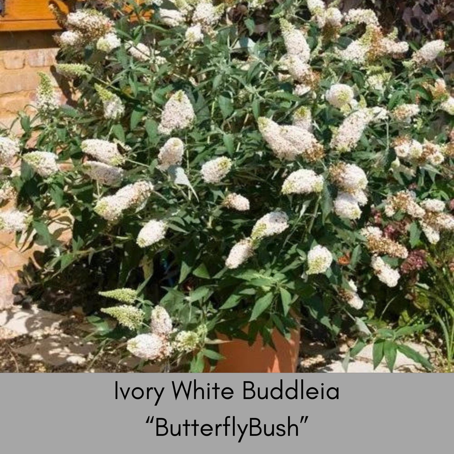 Buzz® Ivory Butterfly Bush - Fragrant Blooms, Compact Size, Butterfly Magnet - Fast Shipping! - Sold in 1 Quart Size Pots