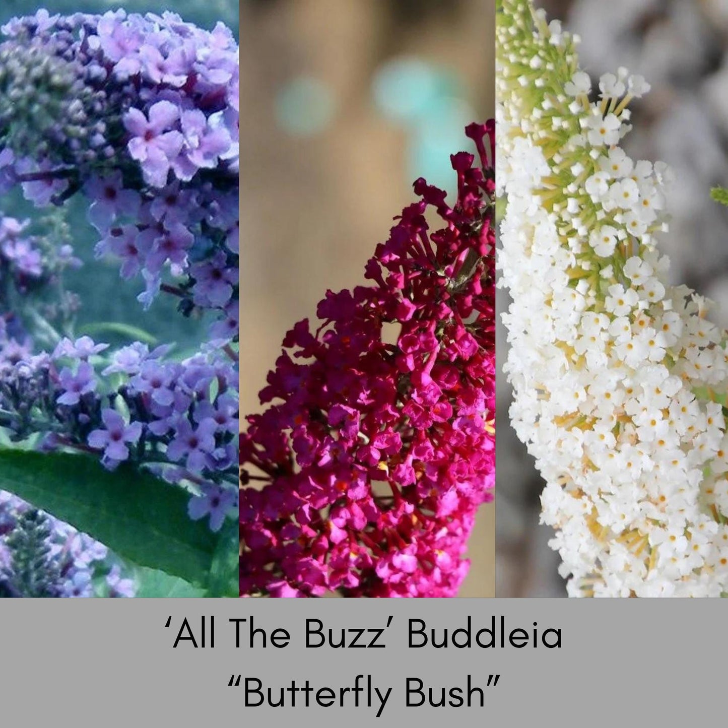 Multi Color Butterfly Bush | "ALL THE BUZZ" Buddleia | 1 Quart | Free Shipping