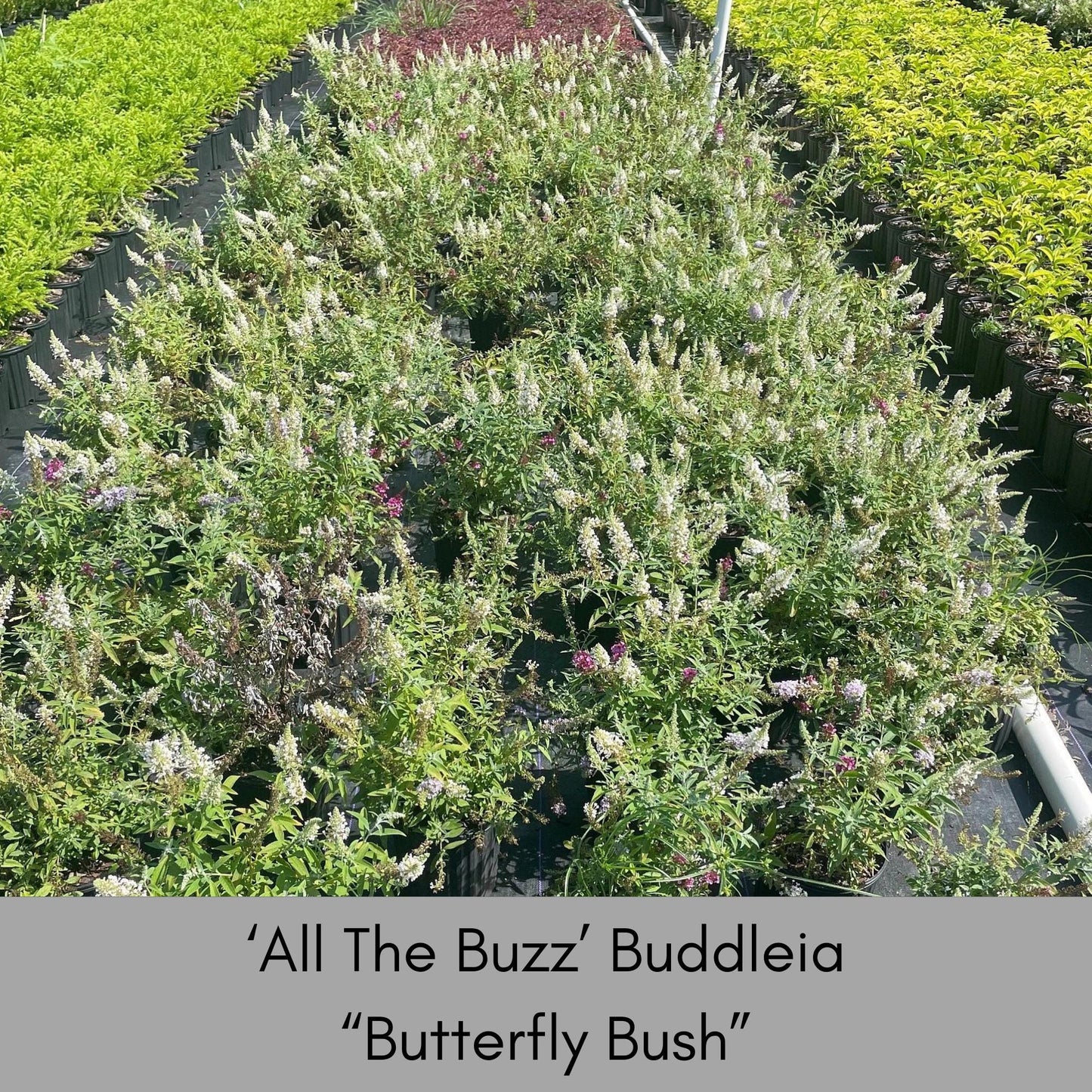 Multi Color Butterfly Bush | "ALL THE BUZZ" Buddleia | 1 Quart | Free Shipping