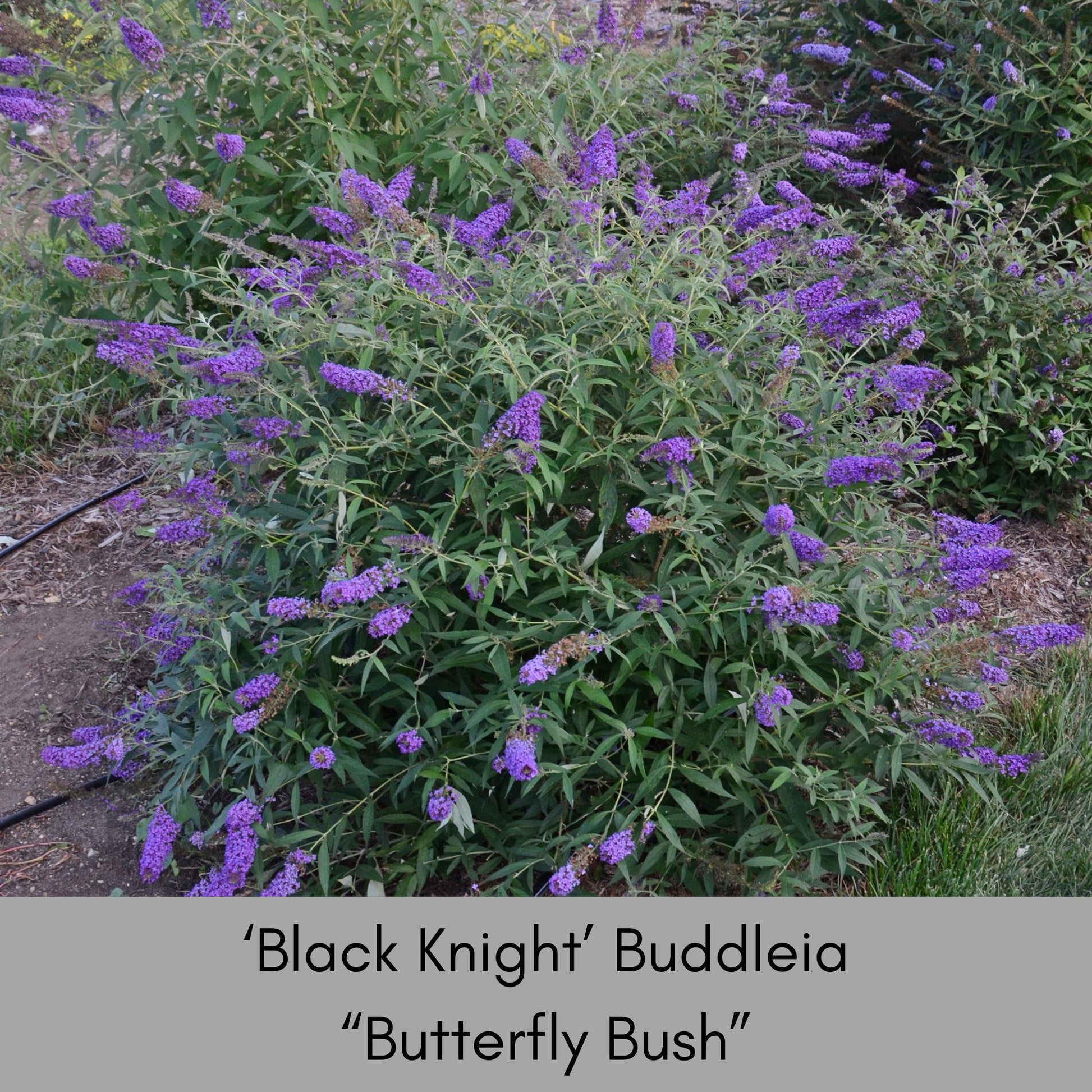 Butterfly Bush 'Black Knight', Purple Buddleia, Evergreen Shrub, Drought Tolerant Shrub, Great for Cut Flowers, Fast Growing Shrub,