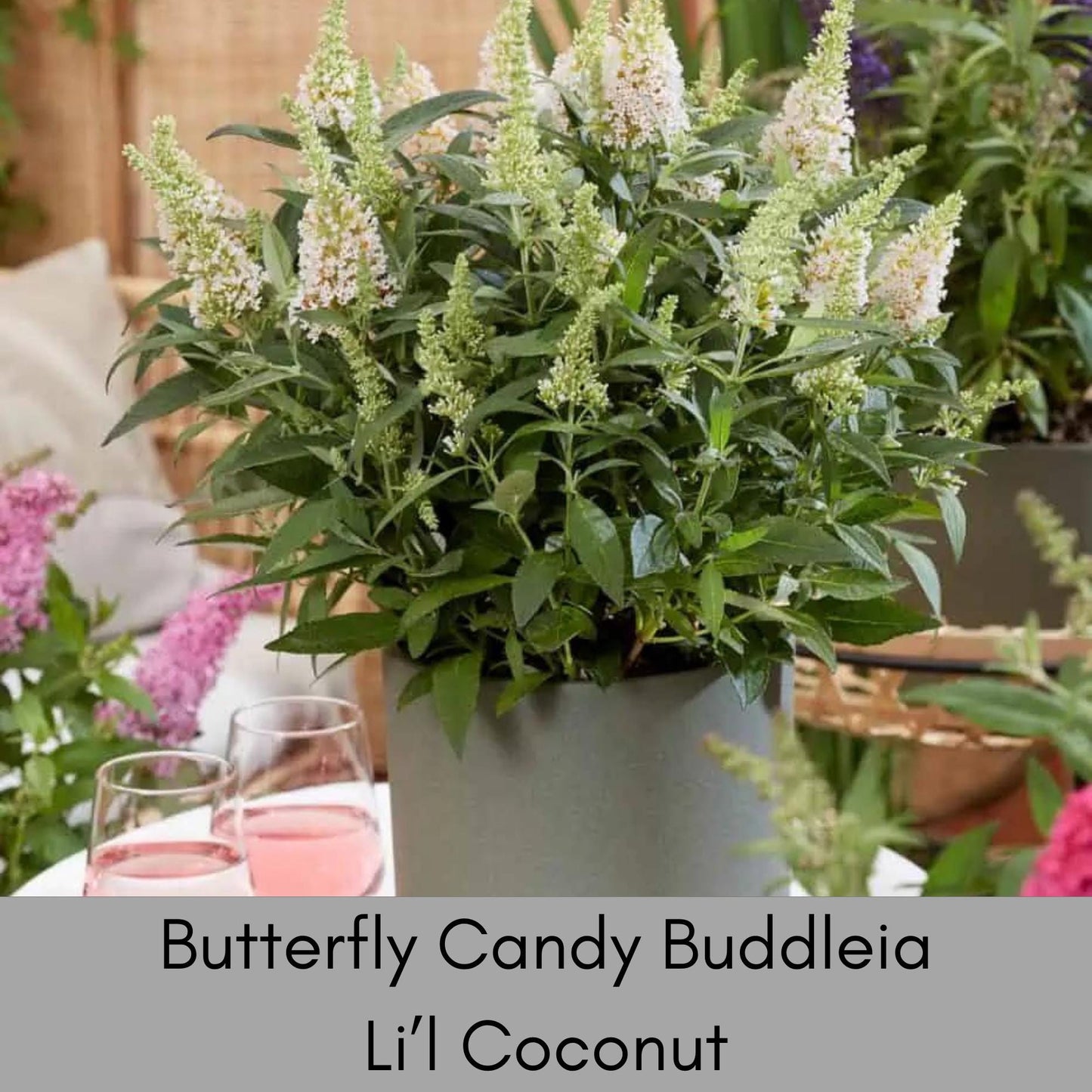 BUTTERFLY CANDY PLANTS, Butterfly Bush 4 Different Colors to Choose, Pink, Purple, Lavender, White Flowers, Buddleia, Flower Arrangements