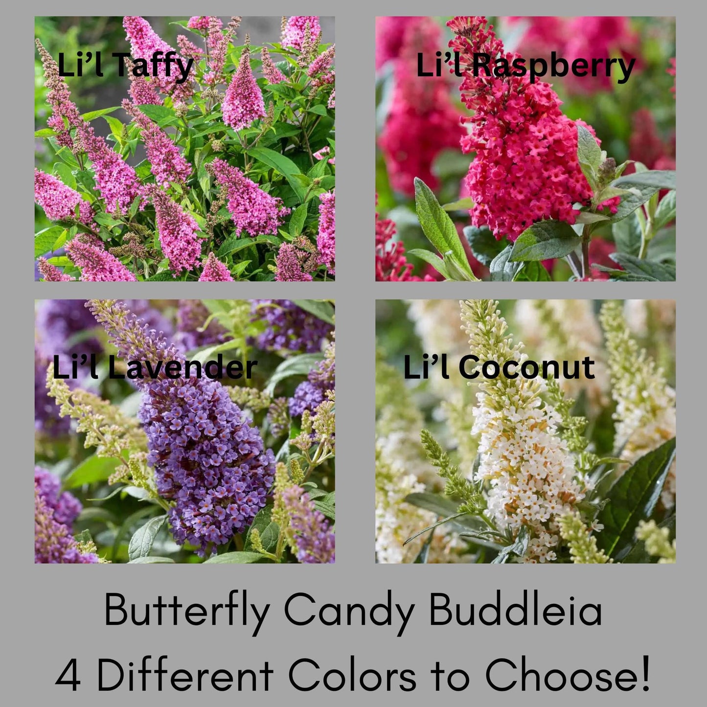 BUTTERFLY CANDY PLANTS, Butterfly Bush 4 Different Colors to Choose, Pink, Purple, Lavender, White Flowers, Buddleia, Flower Arrangements