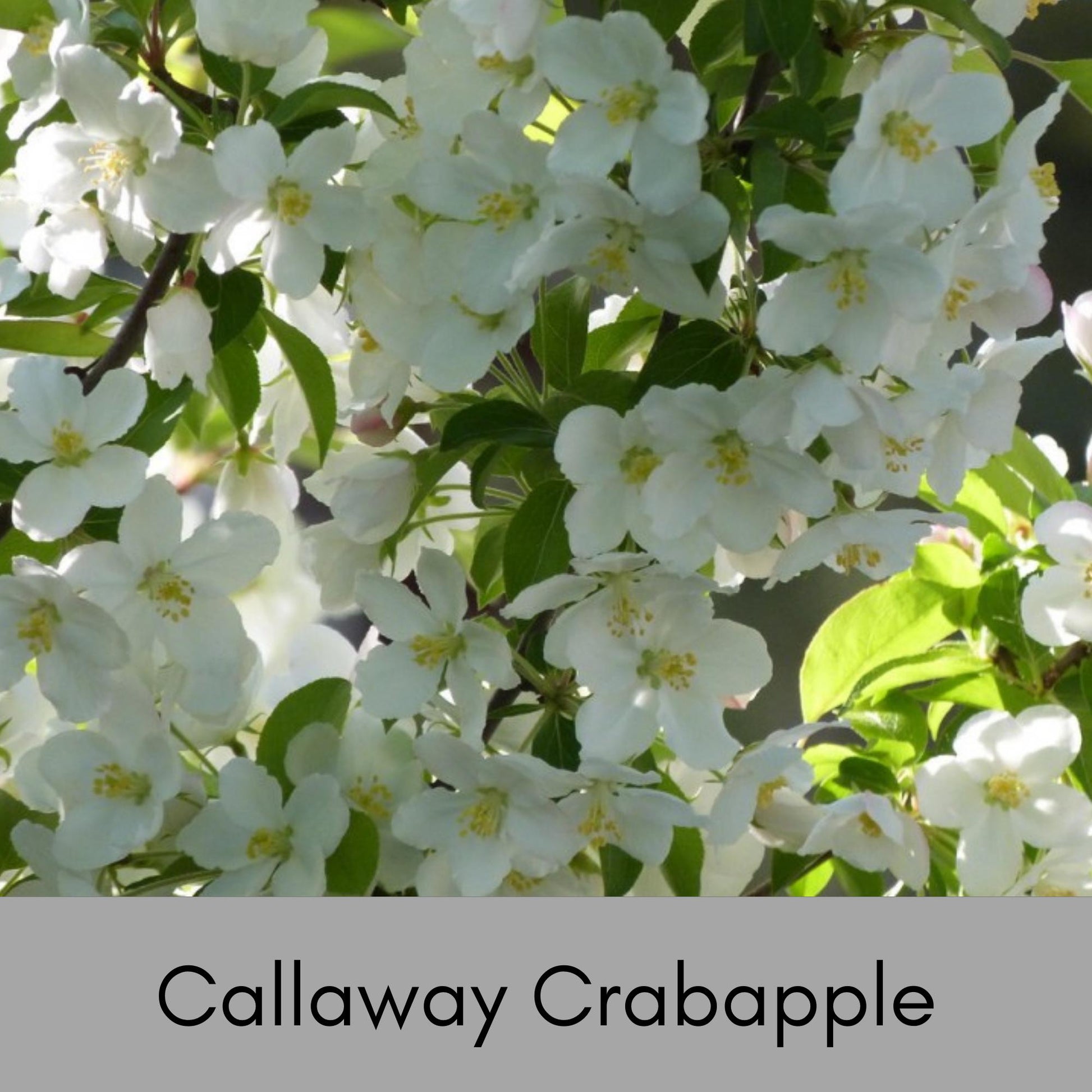 Callaway Crabapple Tree, 4 Feet Tall, Great for Fall Fruits, Wildlife, Easy to Grow and Fast Growing, White Flowers, Great Shade Tree Gift!