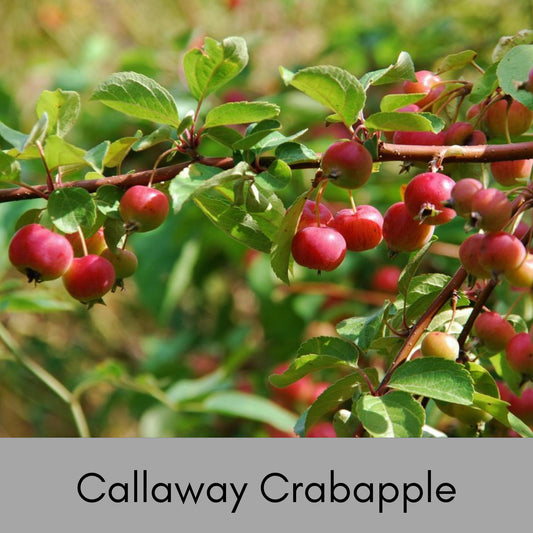 Callaway Crabapple Tree, 4 Feet Tall, Great for Fall Fruits, Wildlife, Easy to Grow and Fast Growing, White Flowers, Great Shade Tree Gift!