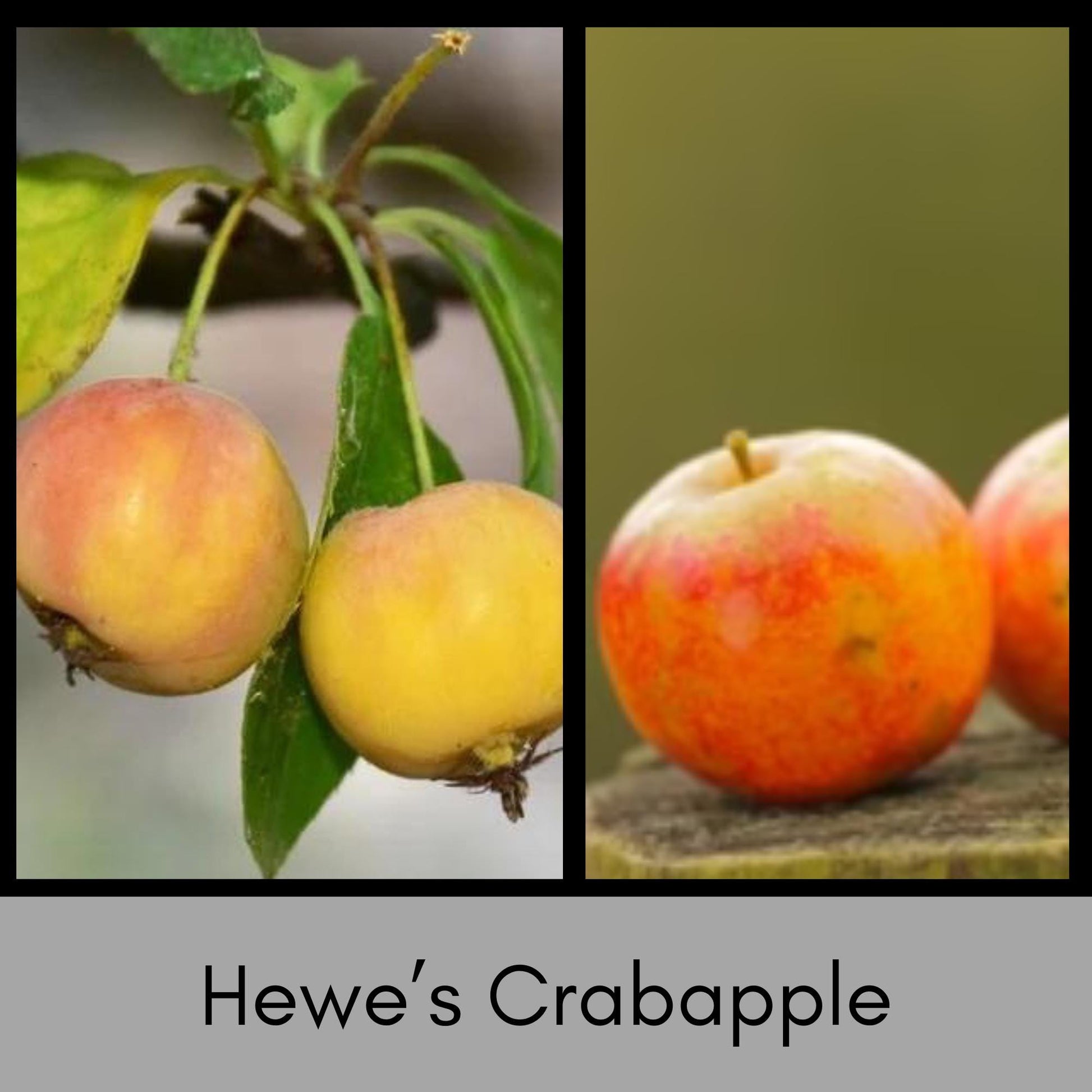 HEWE Crabapple Tree, 4 Feet Tall, Great for Fall Fruits, Wildlife, Easy to Grow and Fast Growing, White Flowers, Great Shade Tree Gift!