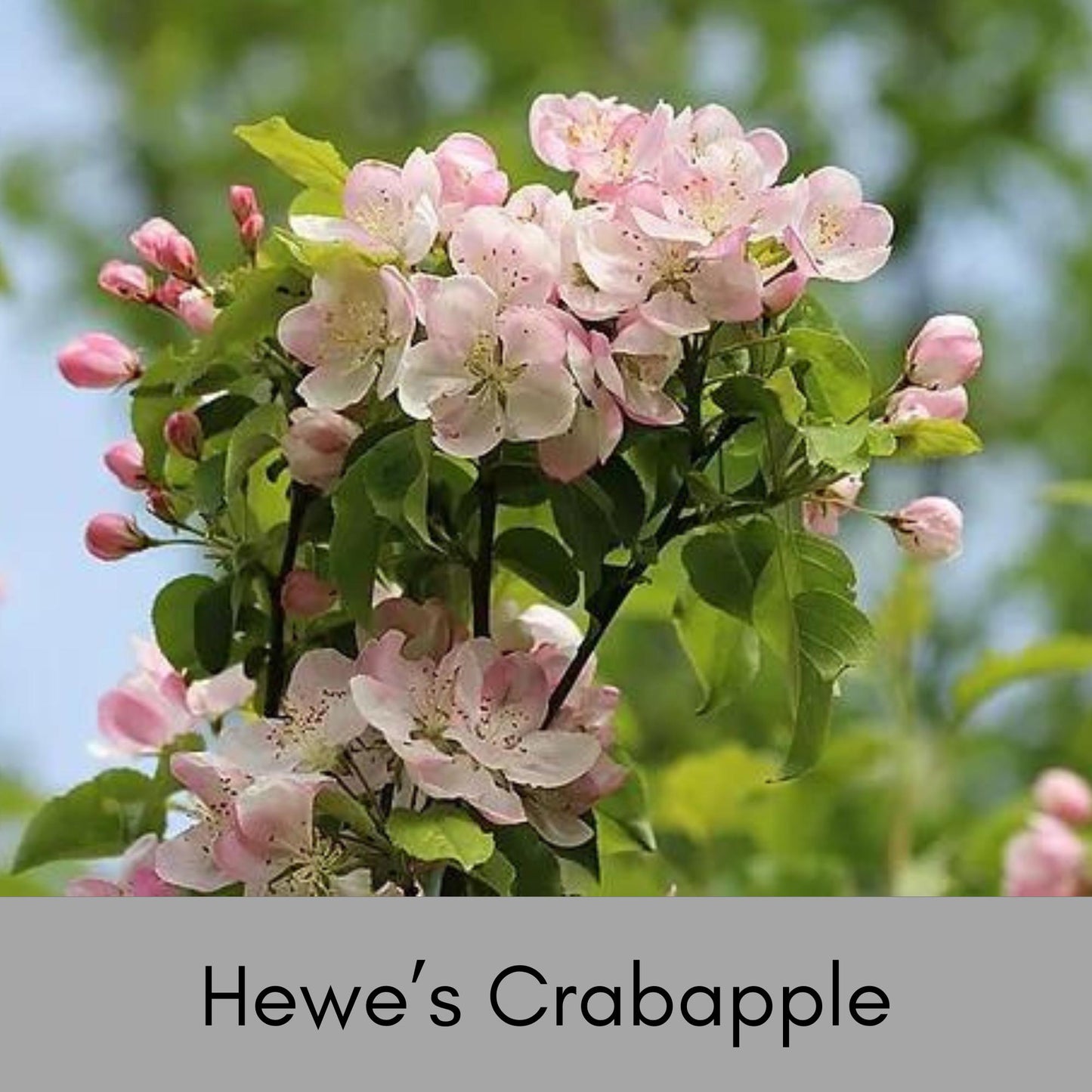 HEWE Crabapple Tree, 4 Feet Tall, Great for Fall Fruits, Wildlife, Easy to Grow and Fast Growing, White Flowers, Great Shade Tree Gift!