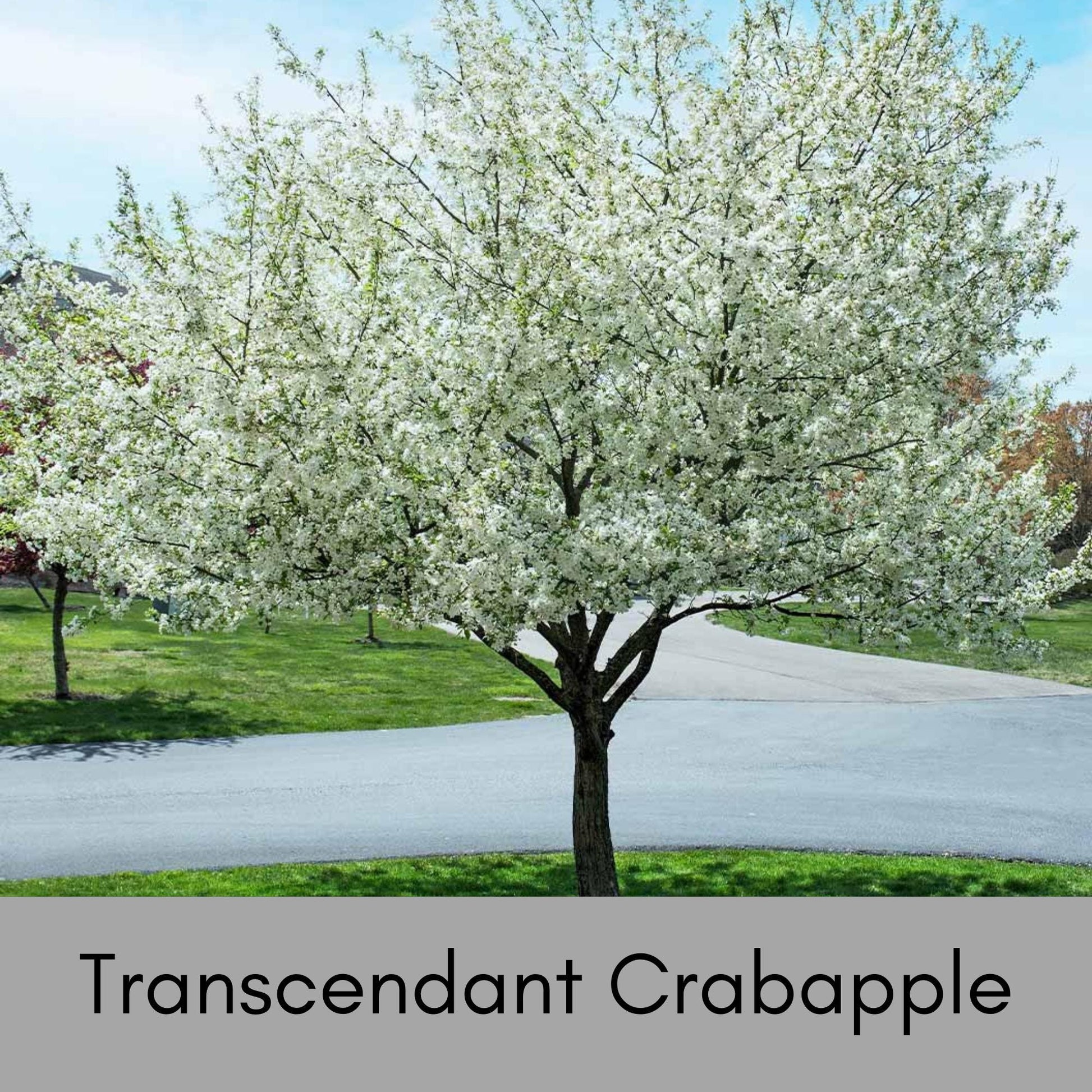 Transcendant Crabapple Tree, Yellow Edible Fruit, Garden Gift Tree, Shade Tree with White Flowers, Fast and Easy Growing Trees, 4 Feet Tall!