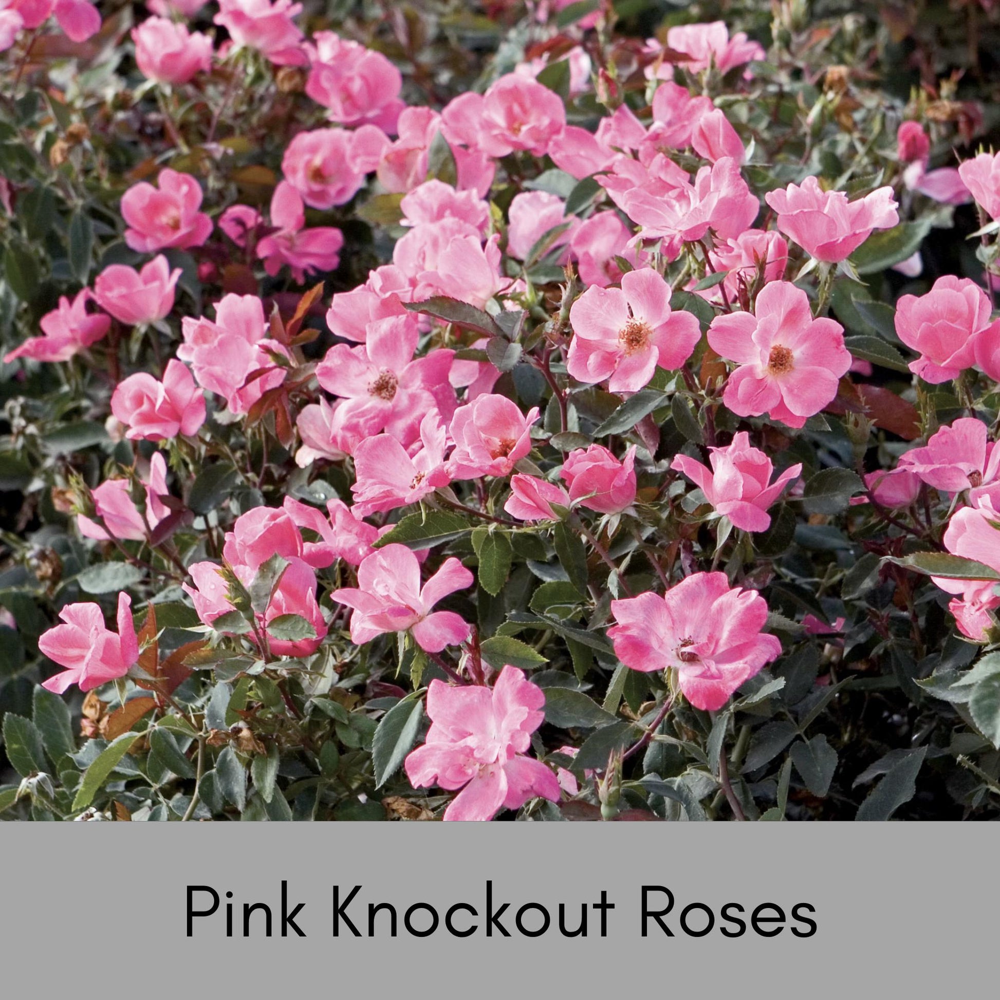 PINK Knock Out Rose! - Disease Resistant - Free Shipping - Quart Size Containers