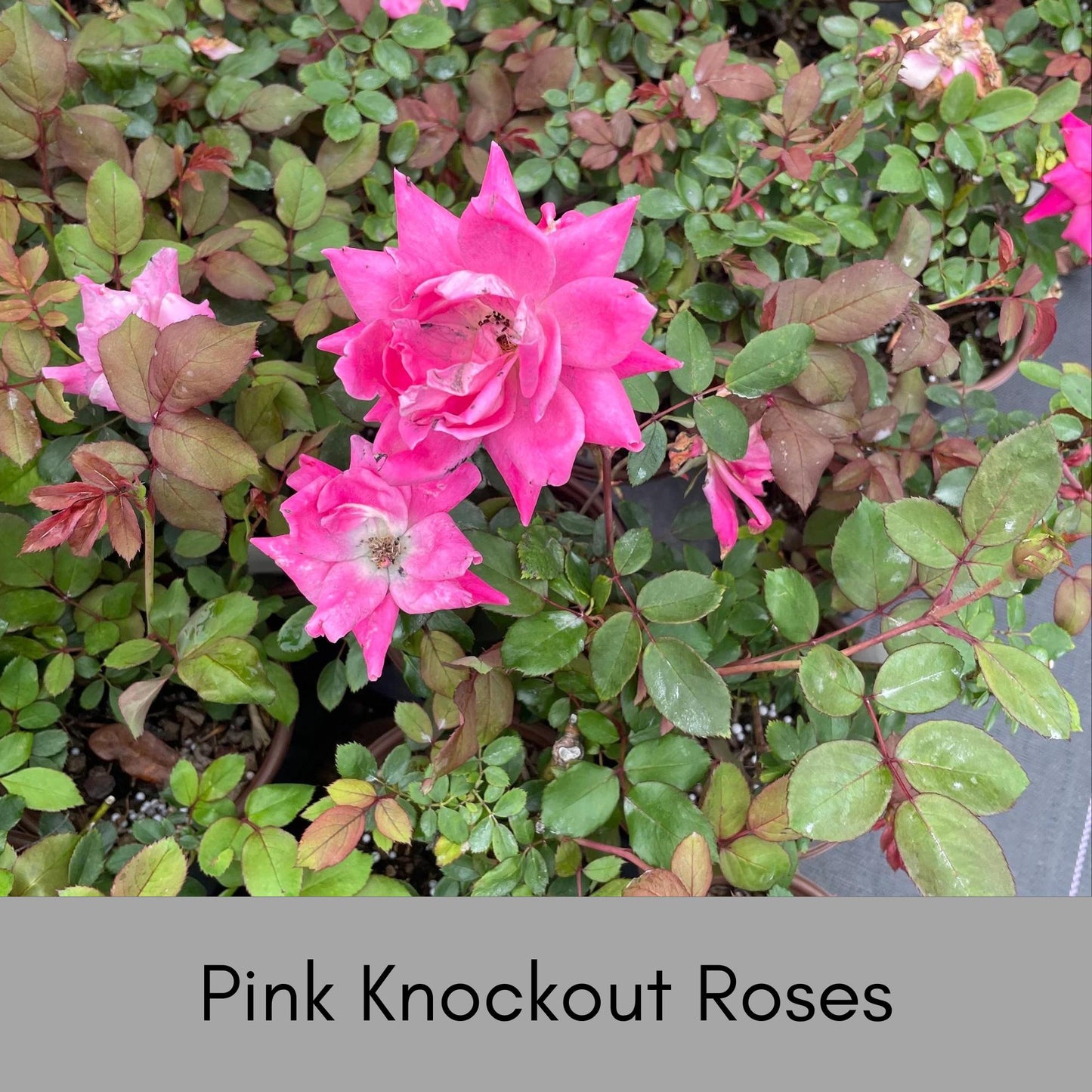 PINK Knock Out Rose! - Disease Resistant - Free Shipping - Quart Size Containers