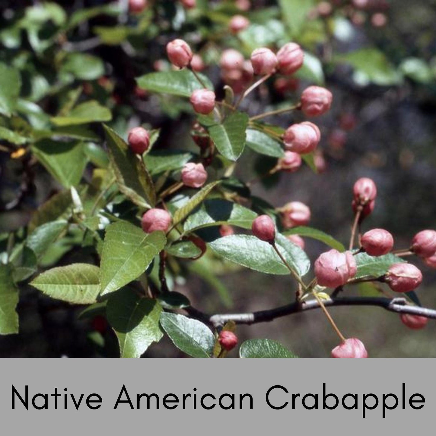 American Crabapple Tree | A fantastic native tree that provides awesome white flowers and cool shade all in one tree! | Free shipping!