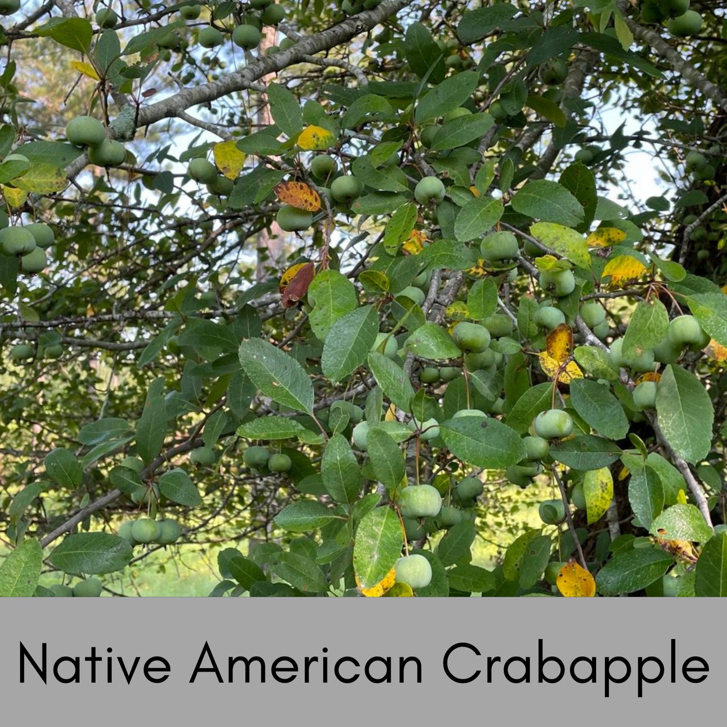 American Crabapple Tree | A fantastic native tree that provides awesome white flowers and cool shade all in one tree! | Free shipping!