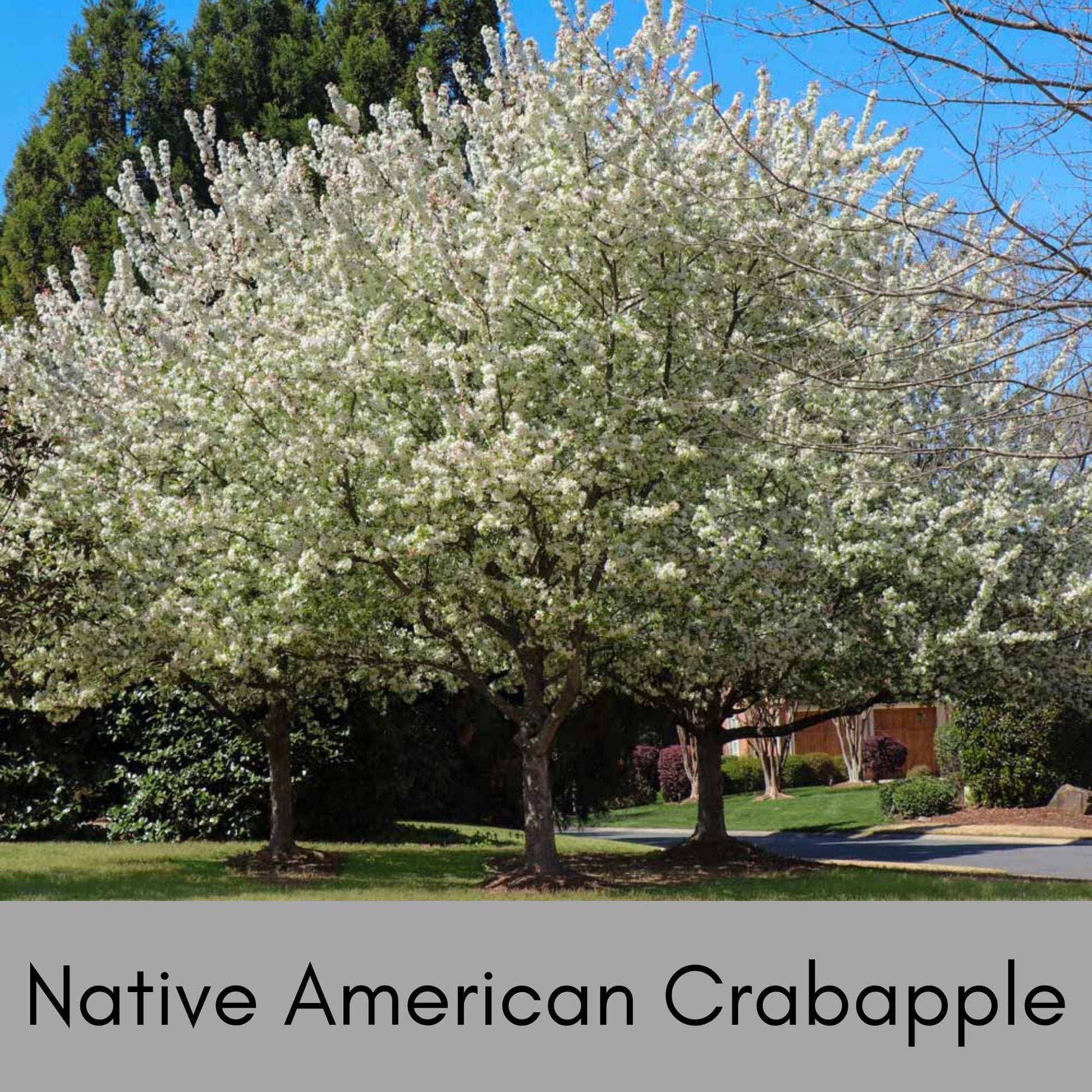 American Crabapple Tree | A fantastic native tree that provides awesome white flowers and cool shade all in one tree! | Free shipping!