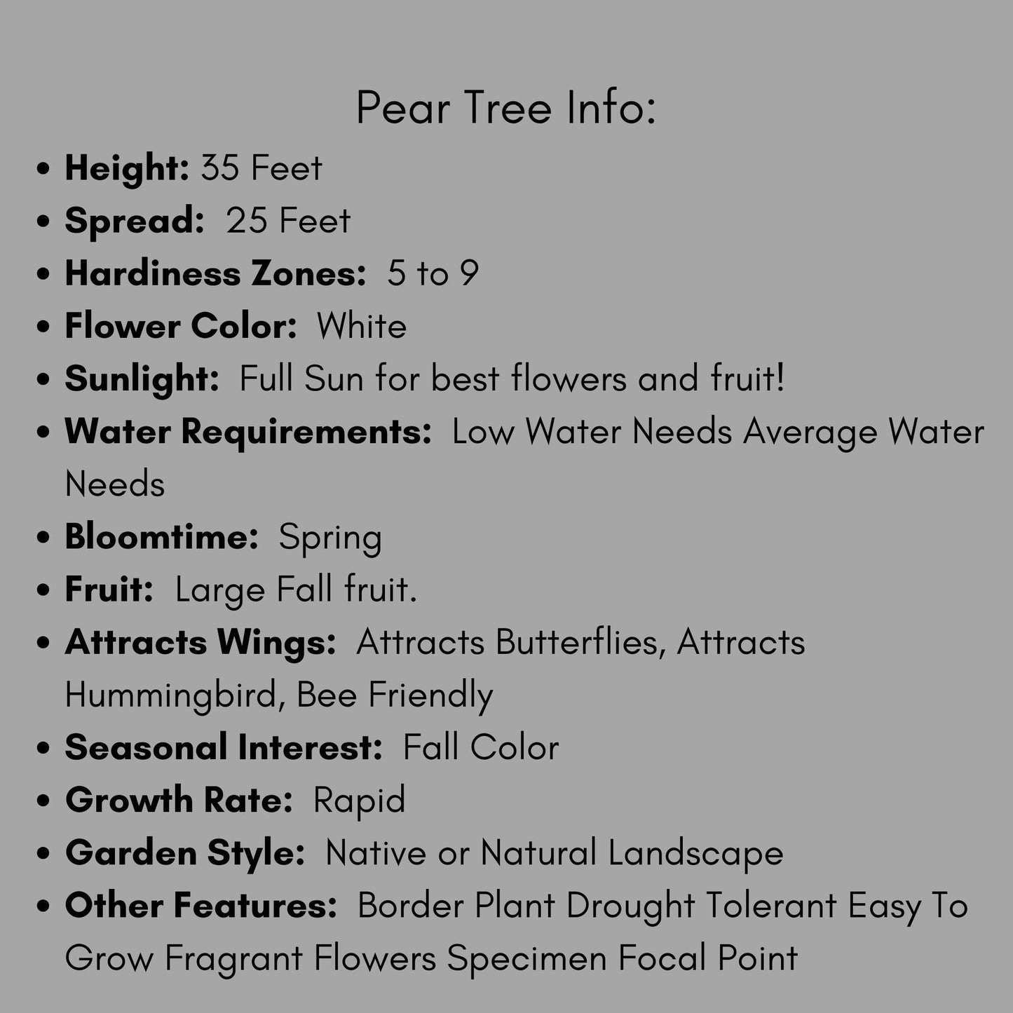 Kieffer Pear Tree, Bountiful Harvest Awaits, plant lover Gift, houseplants, Starter Plant, rare plant species, Gift for Farmers, Mom gifts