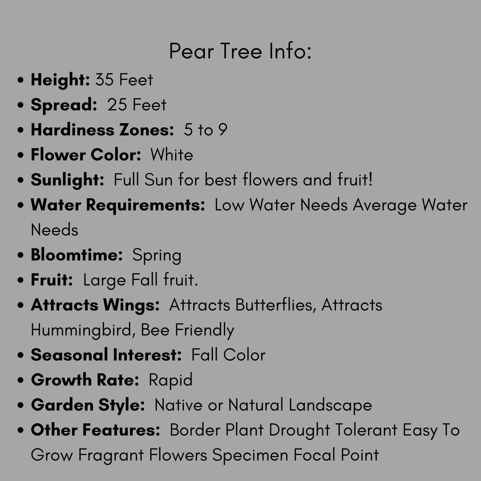 HAWKINS PEAR TREE, Huge Fruit, plant lover Gift, houseplants, Starter Plant, rare plant species, Gift for Farmers, Mom gifts, Four Feet Tall