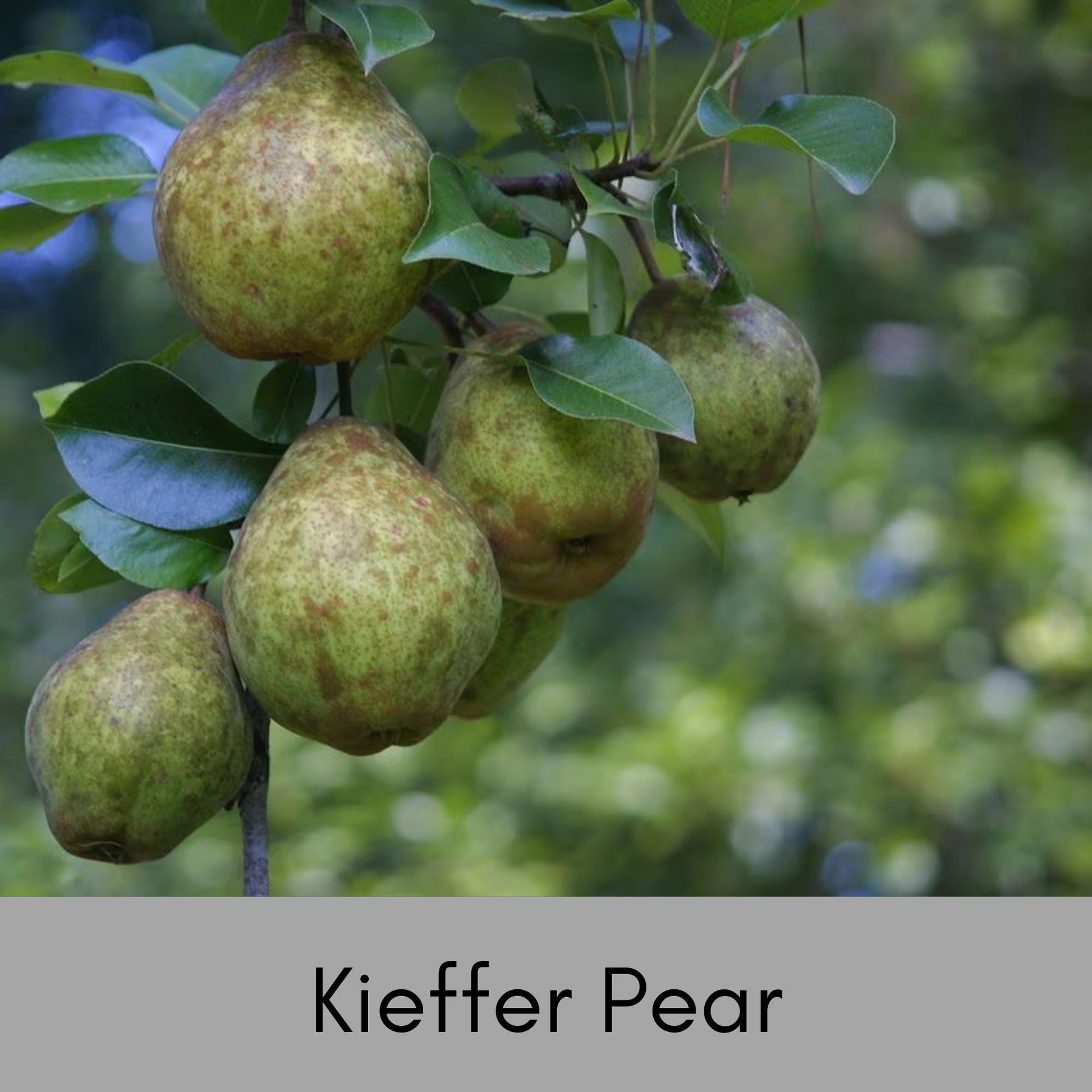 Bountiful Harvest Awaits: Keiffer Pear Tree – Grow Your Own Orchard at Home! - 3 FEET TALL or MORE! - Not Bare Root!