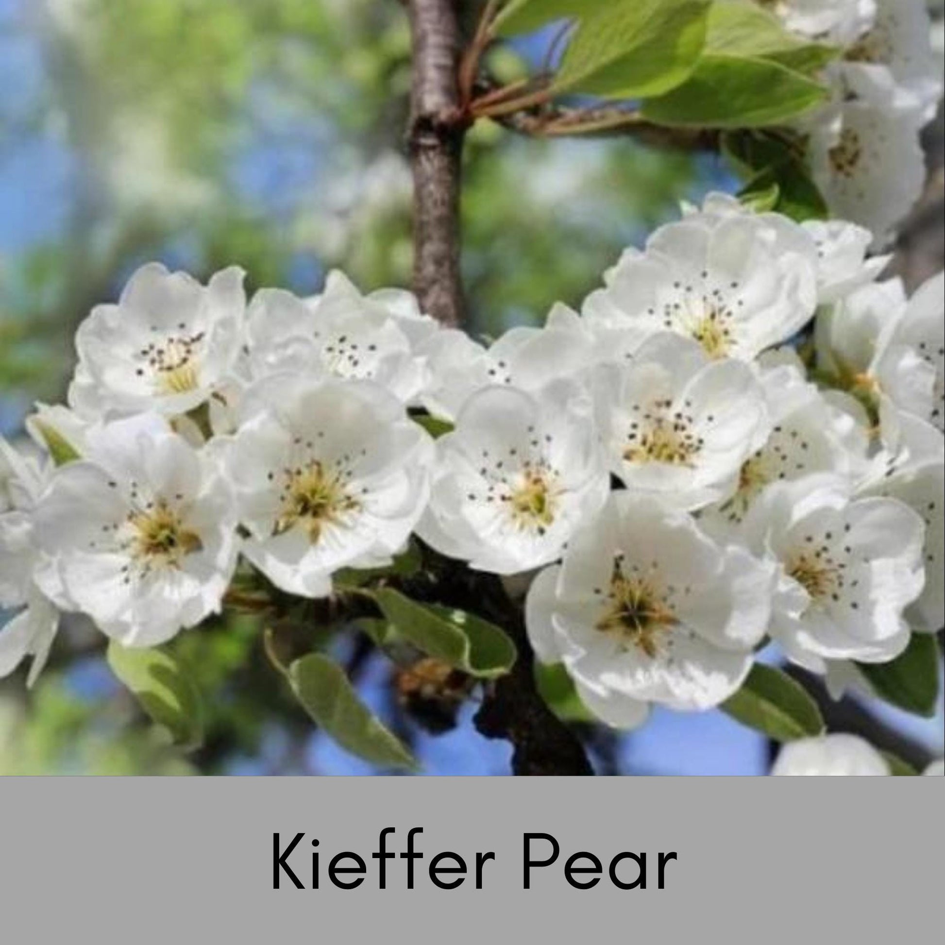 Bountiful Harvest Awaits: Keiffer Pear Tree – Grow Your Own Orchard at Home! - 3 FEET TALL or MORE! - Not Bare Root!