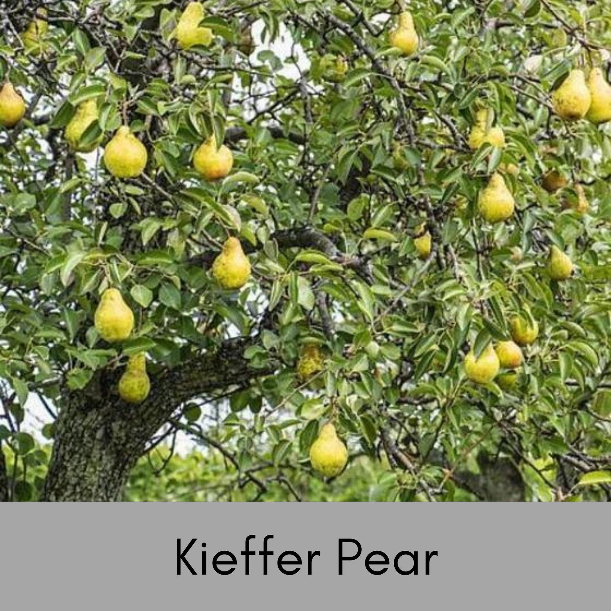 Bountiful Harvest Awaits: Keiffer Pear Tree – Grow Your Own Orchard at Home! - 3 FEET TALL or MORE! - Not Bare Root!