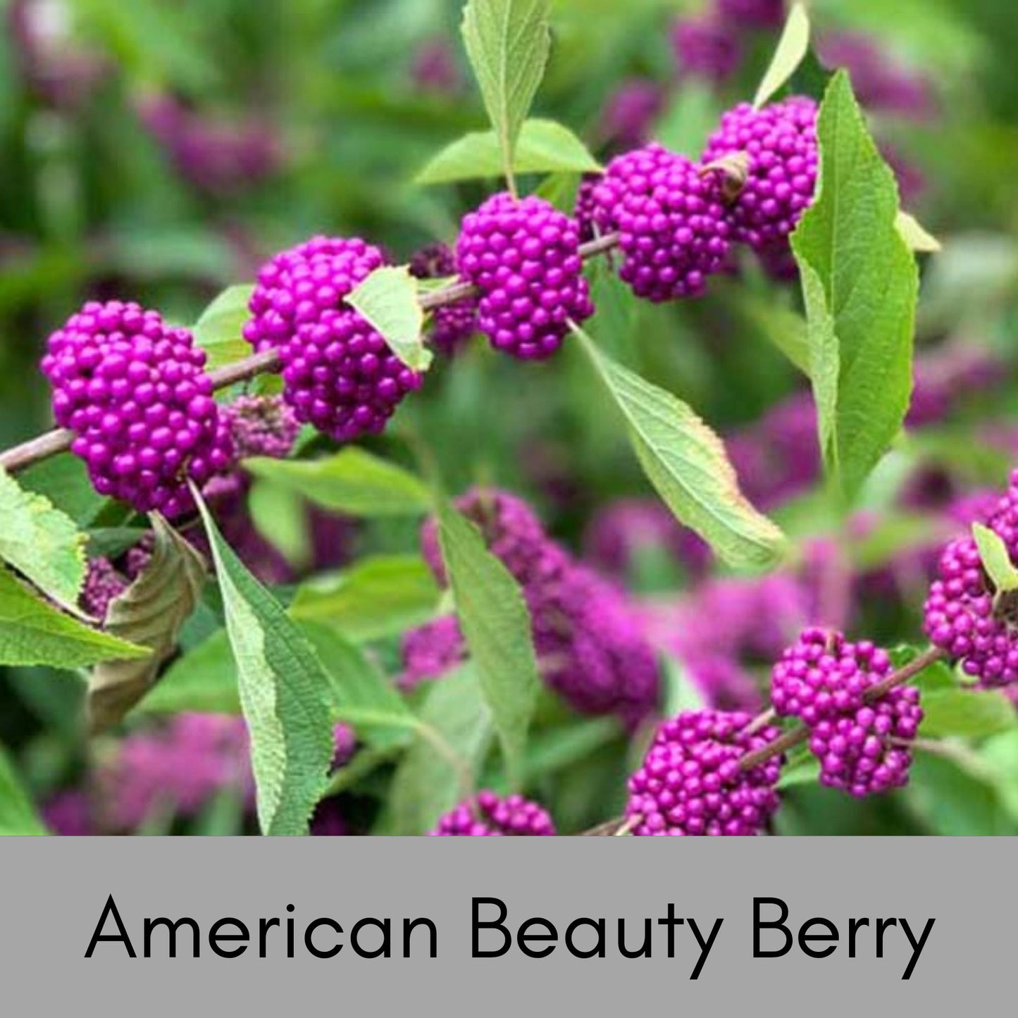 American Beautyberry -2 Plants per Order! - Callicarpa Americana is a native plant with unique purple berries and lush green foliage.