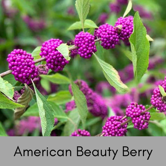 American Beautyberry -2 Plants per Order! - Callicarpa Americana is a native plant with unique purple berries and lush green foliage.