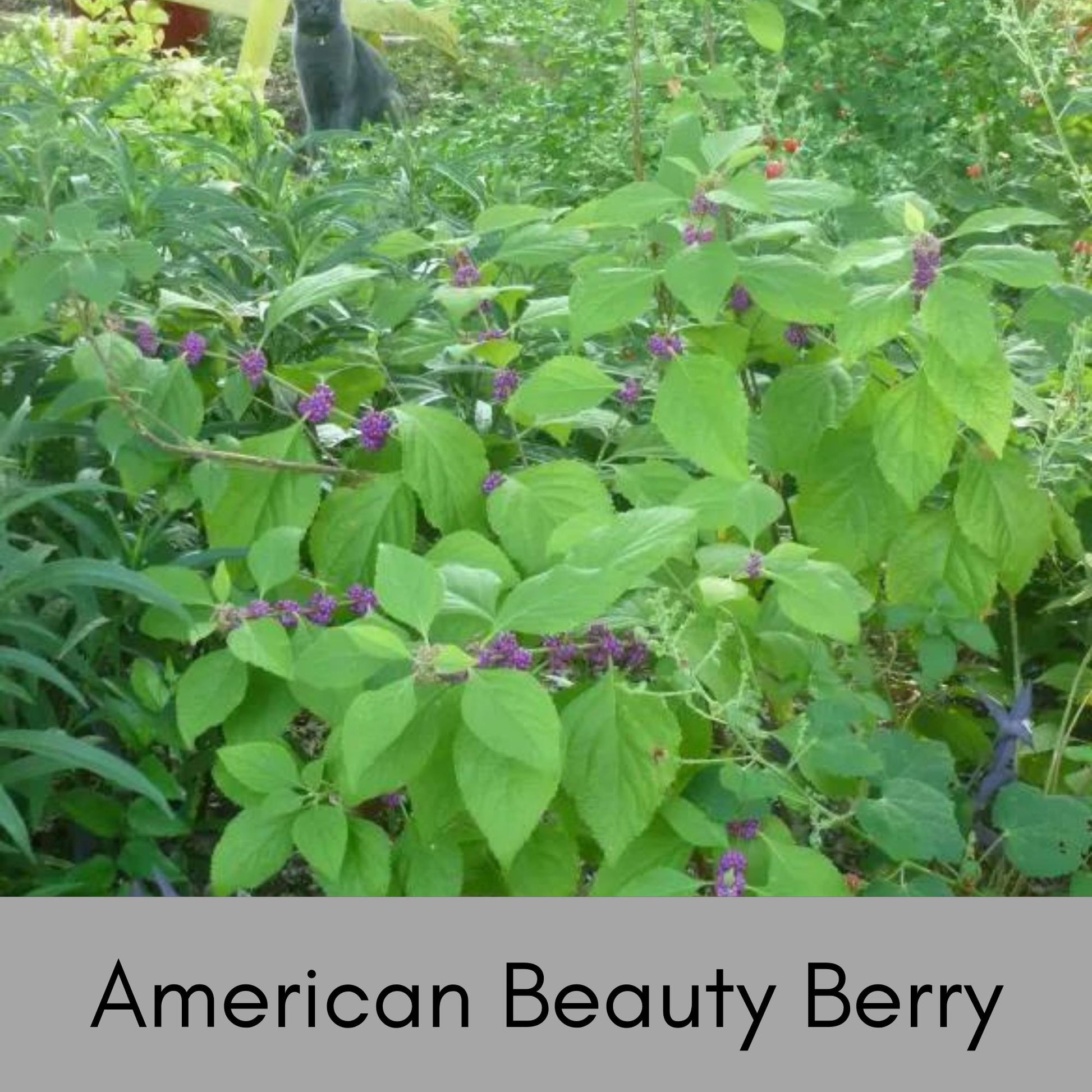 American Beautyberry -2 Plants per Order! - Callicarpa Americana is a native plant with unique purple berries and lush green foliage.