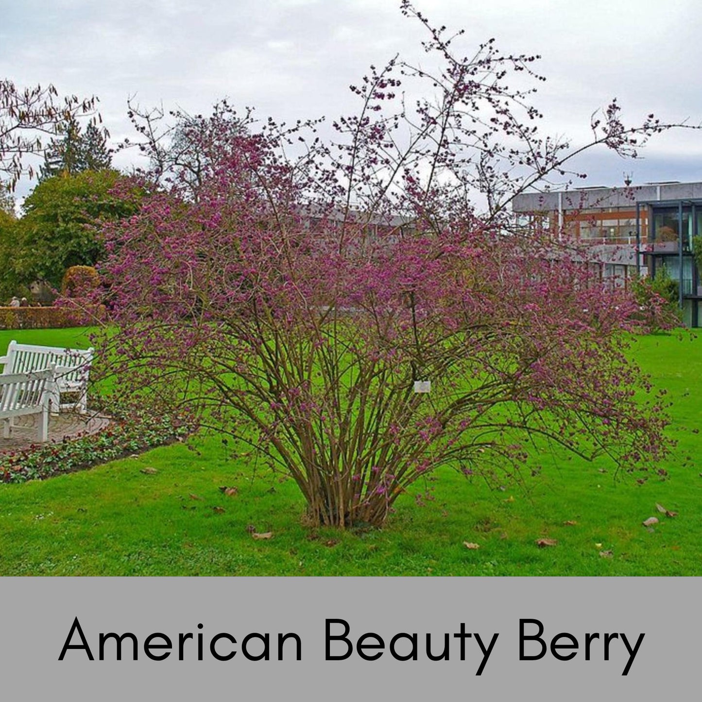 American Beautyberry -2 Plants per Order! - Callicarpa Americana is a native plant with unique purple berries and lush green foliage.