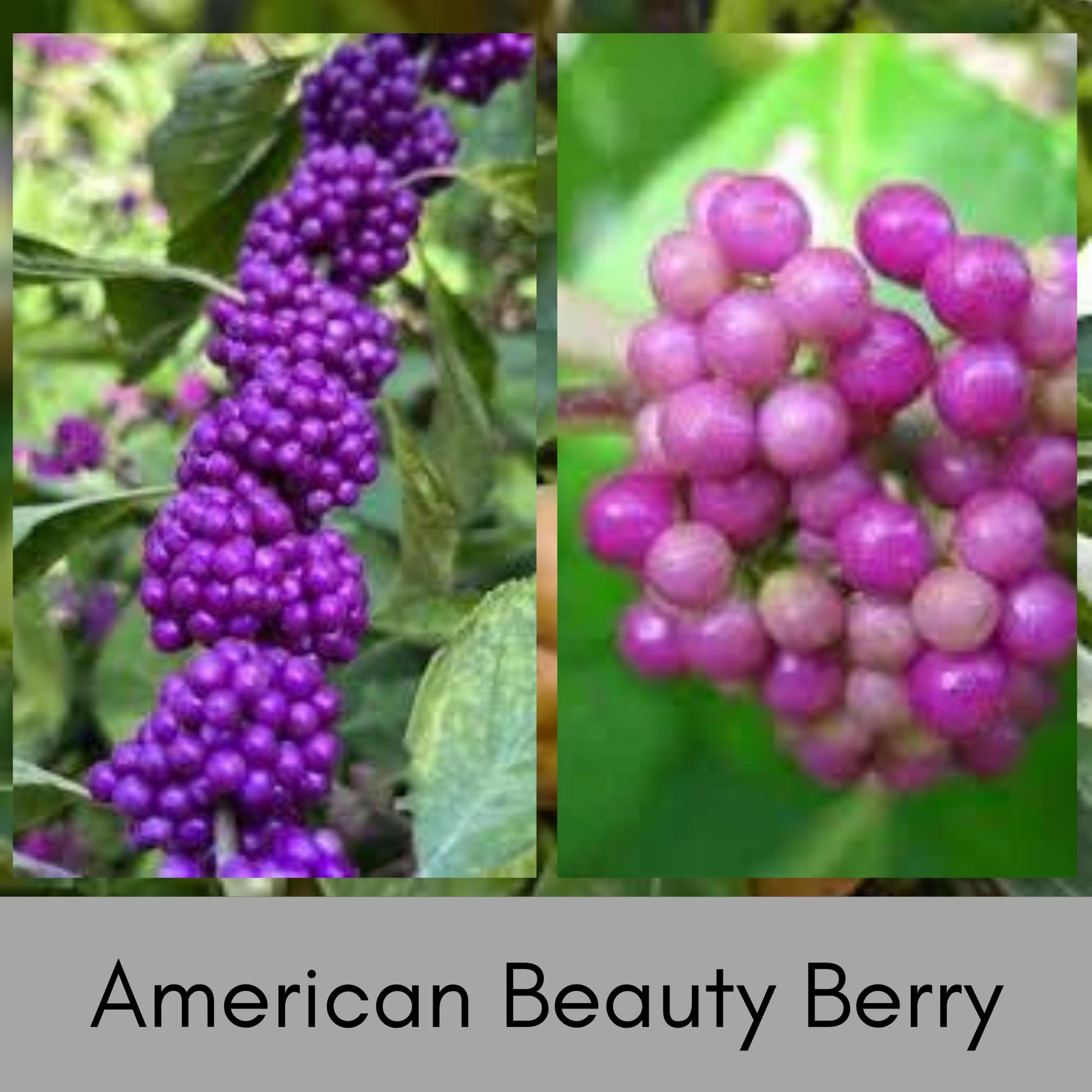 American Beautyberry -2 Plants per Order! - Callicarpa Americana is a native plant with unique purple berries and lush green foliage.