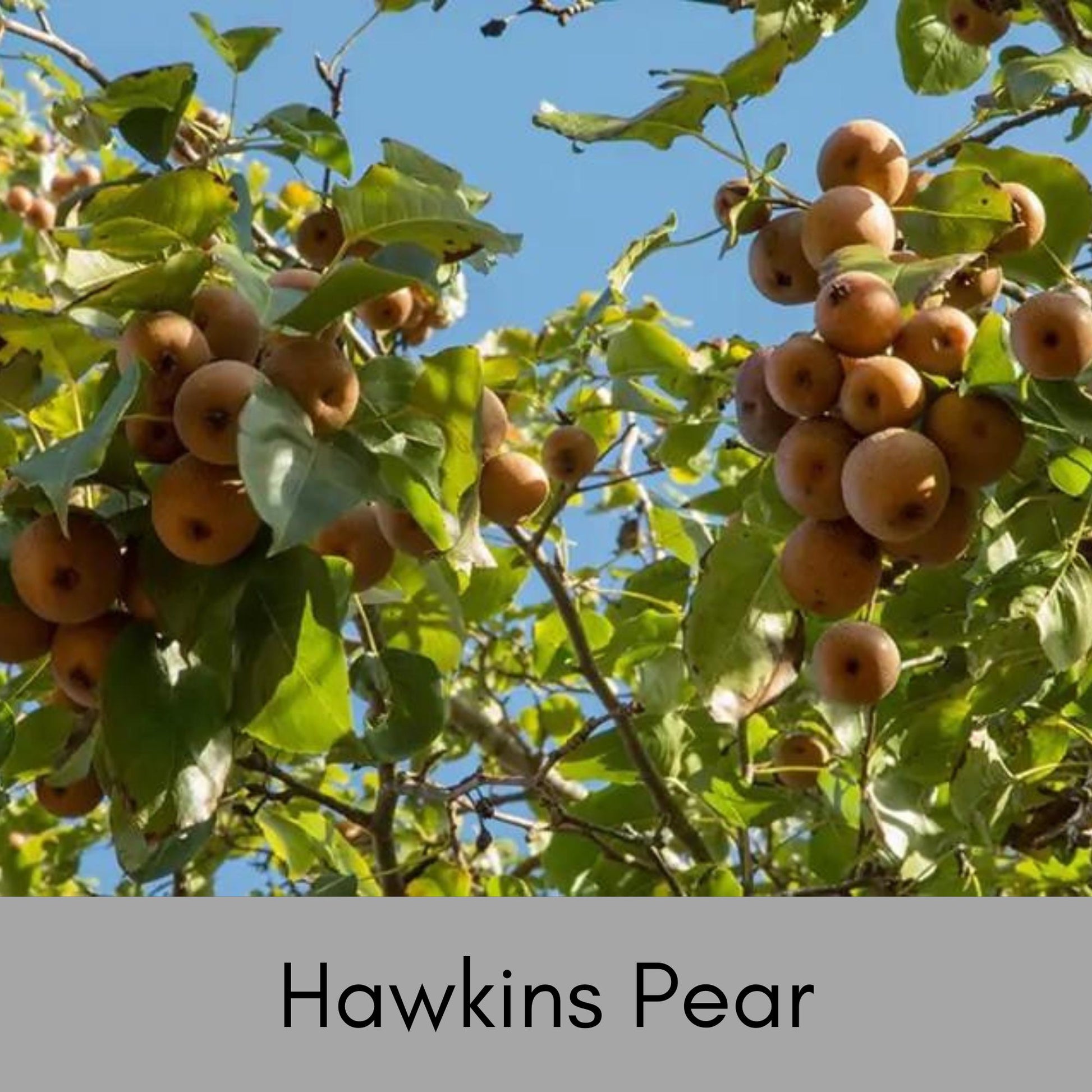 HAWKINS PEAR TREE, Huge Fruit, plant lover Gift, houseplants, Starter Plant, rare plant species, Gift for Farmers, Mom gifts, Four Feet Tall